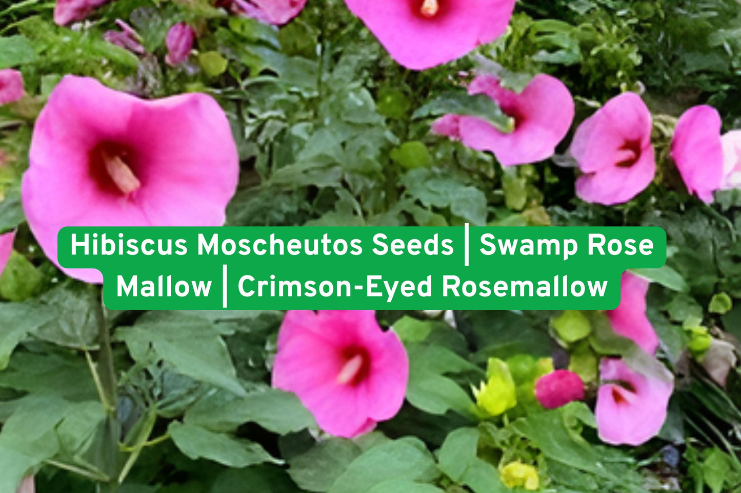 hibiscus seeds, swamp rose mallow, perennial flowering plant, native hibiscus, summer bloom seeds, pollinator garden plant, wet area plant, large flower seeds, native perennial seeds, hummingbird attractor, moist soil plant, pink white hibiscus, rain garden plant