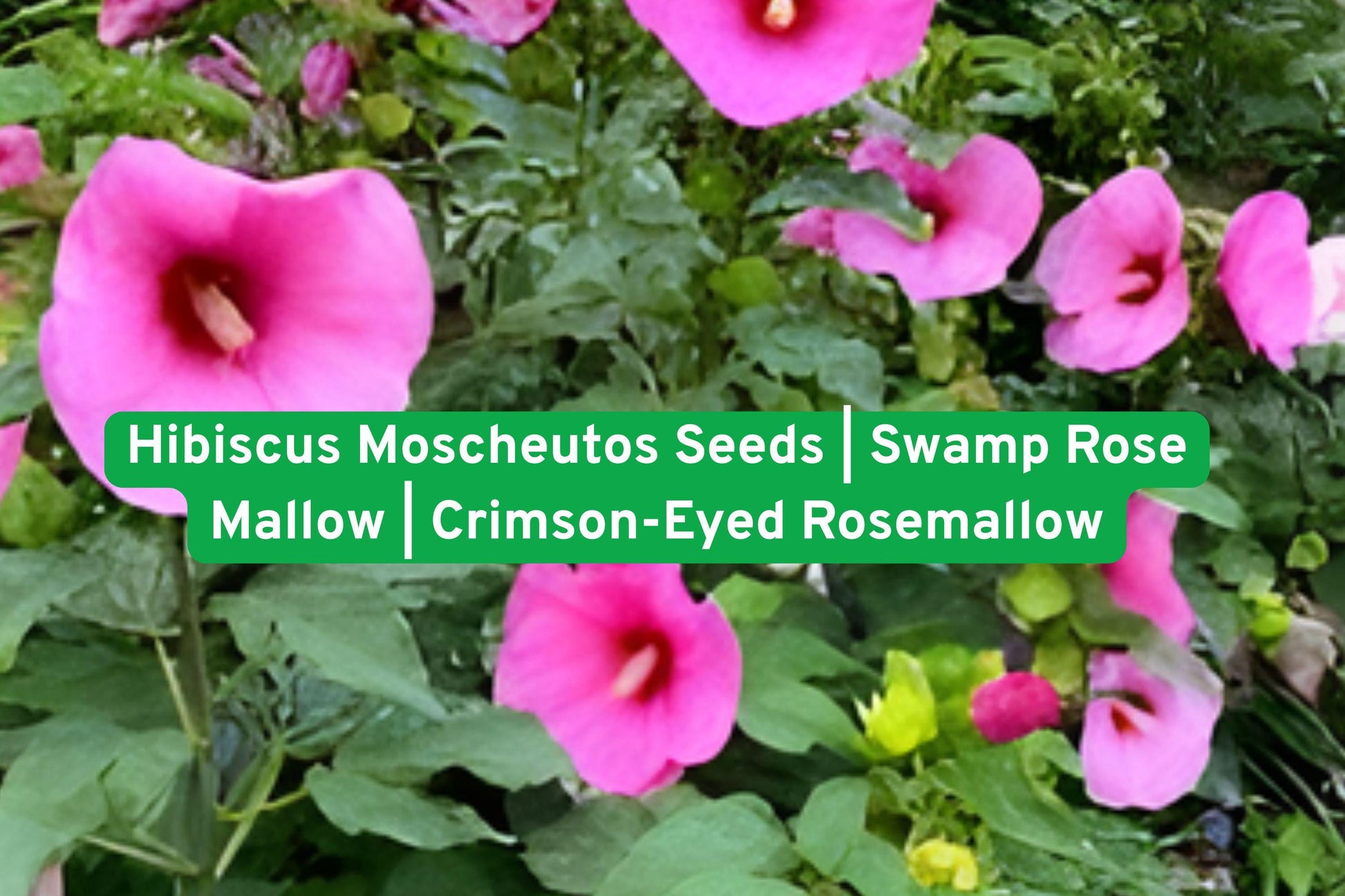 hibiscus seeds, swamp rose mallow, perennial flowering plant, native hibiscus, summer bloom seeds, pollinator garden plant, wet area plant, large flower seeds, native perennial seeds, hummingbird attractor, moist soil plant, pink white hibiscus, rain garden plant