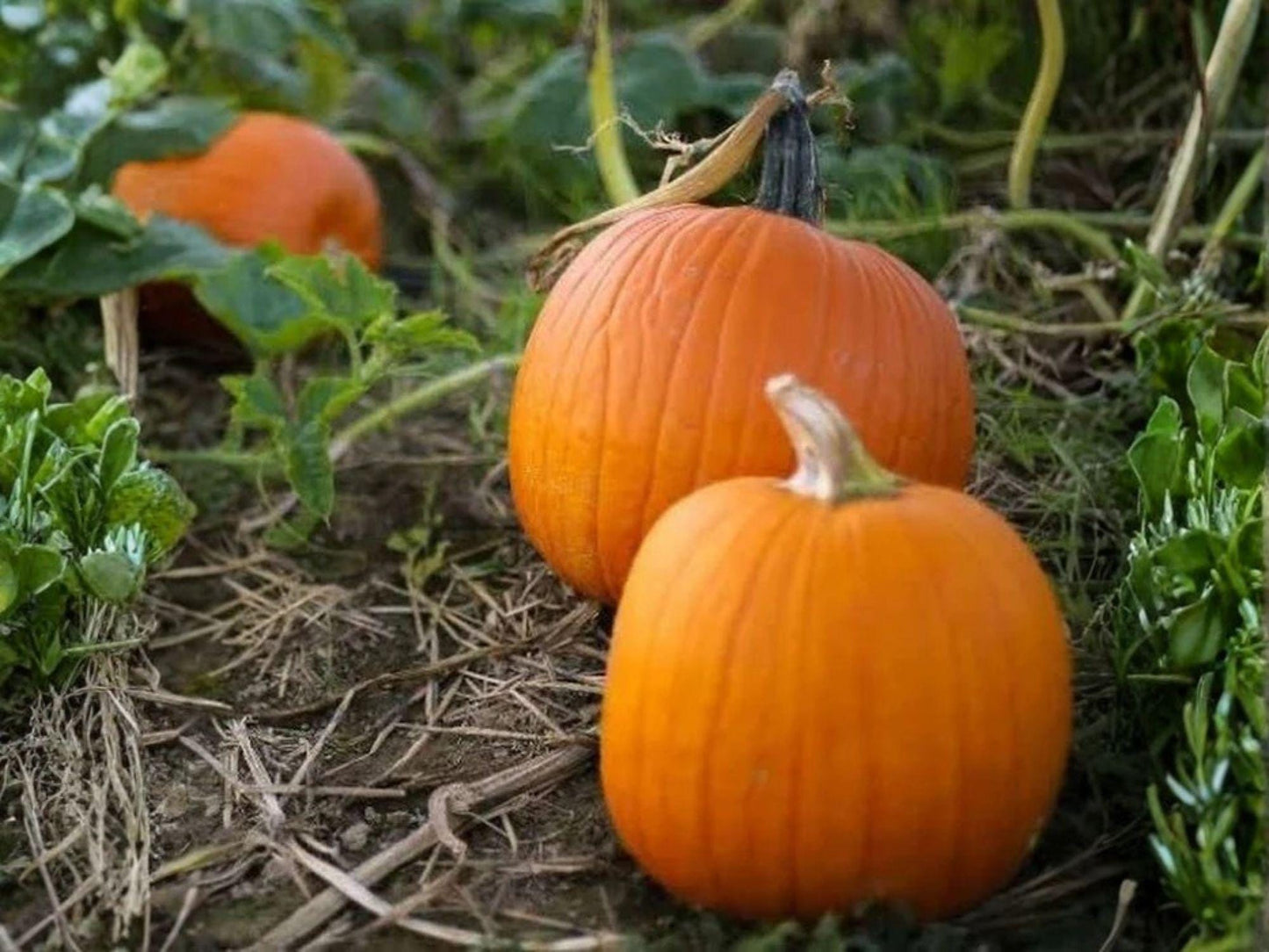 Heirloom Small Sugar Pumpkin Seeds – Baking & Pie Variety for Garden Harvest – Cucurbita pepo
