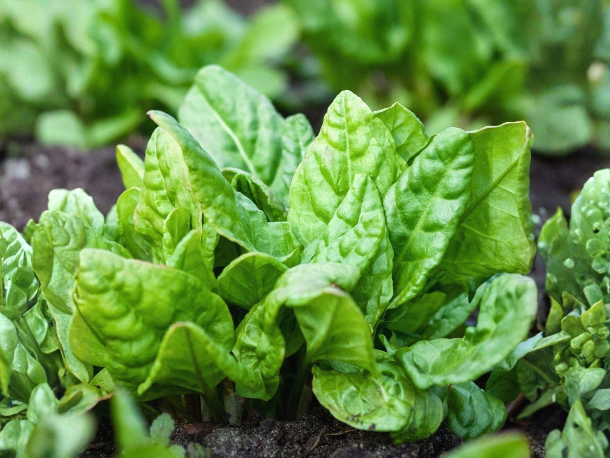 Viroflay Spinach Seeds – Heirloom French Large Leaf Vegetable – Tender, Dark Green, Mild Flavor, Cool Weather Grower