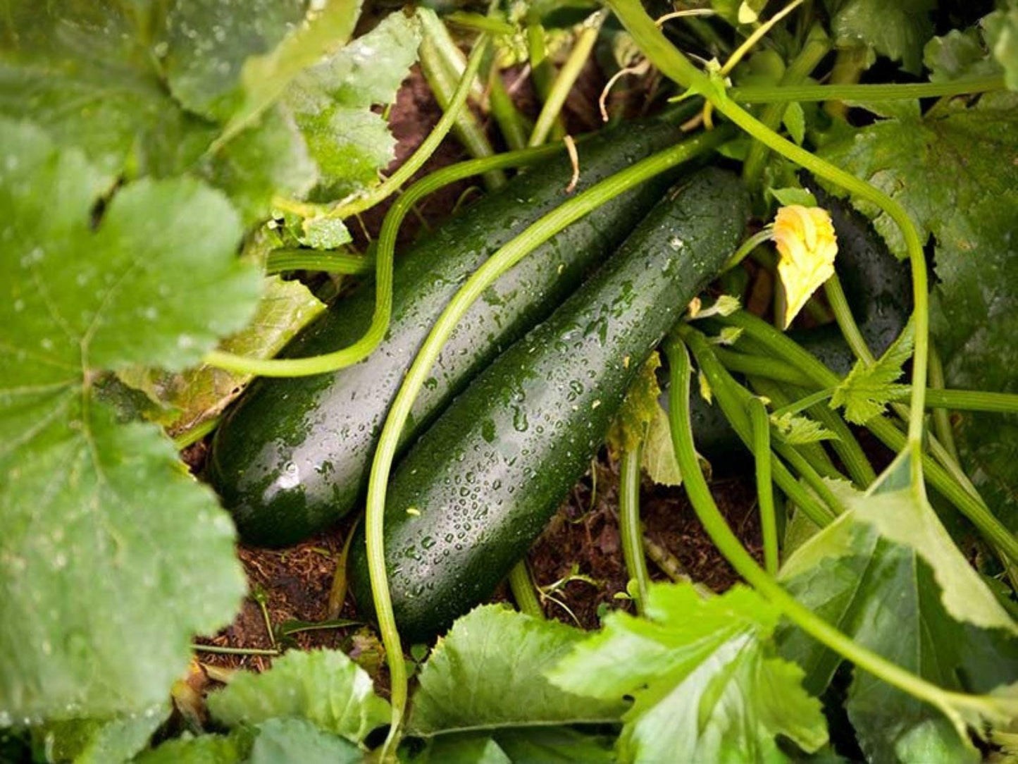 Dark Green Zucchini Seeds – Heirloom Summer Squash for Garden Containers, Bush Variety, Organic, Edible Vegetable Seeds