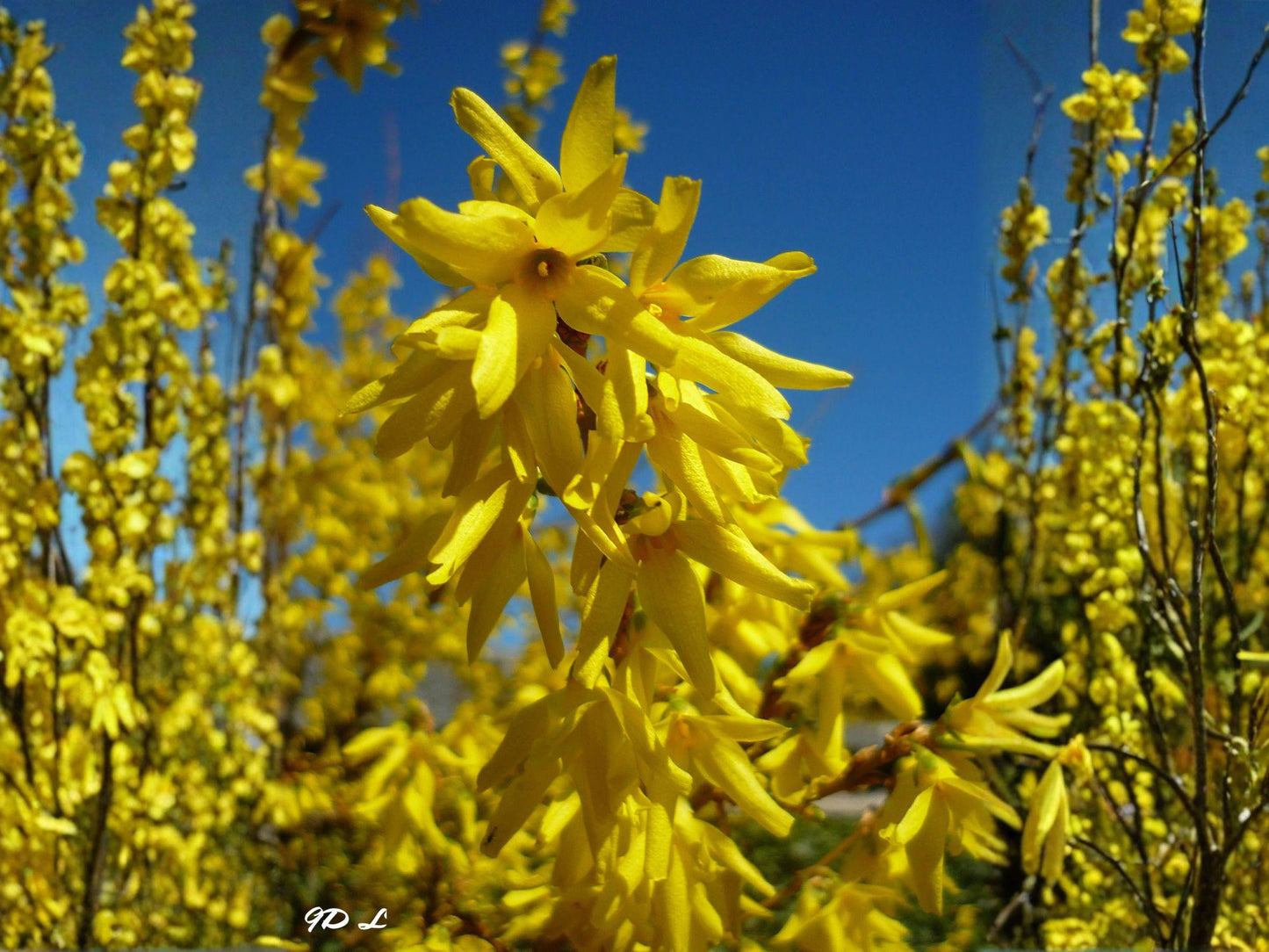 Forsythia Suspensa Seeds – Golden Bell Weeping Shrub – Hardy Yellow Spring Flowering Ornamental Plant