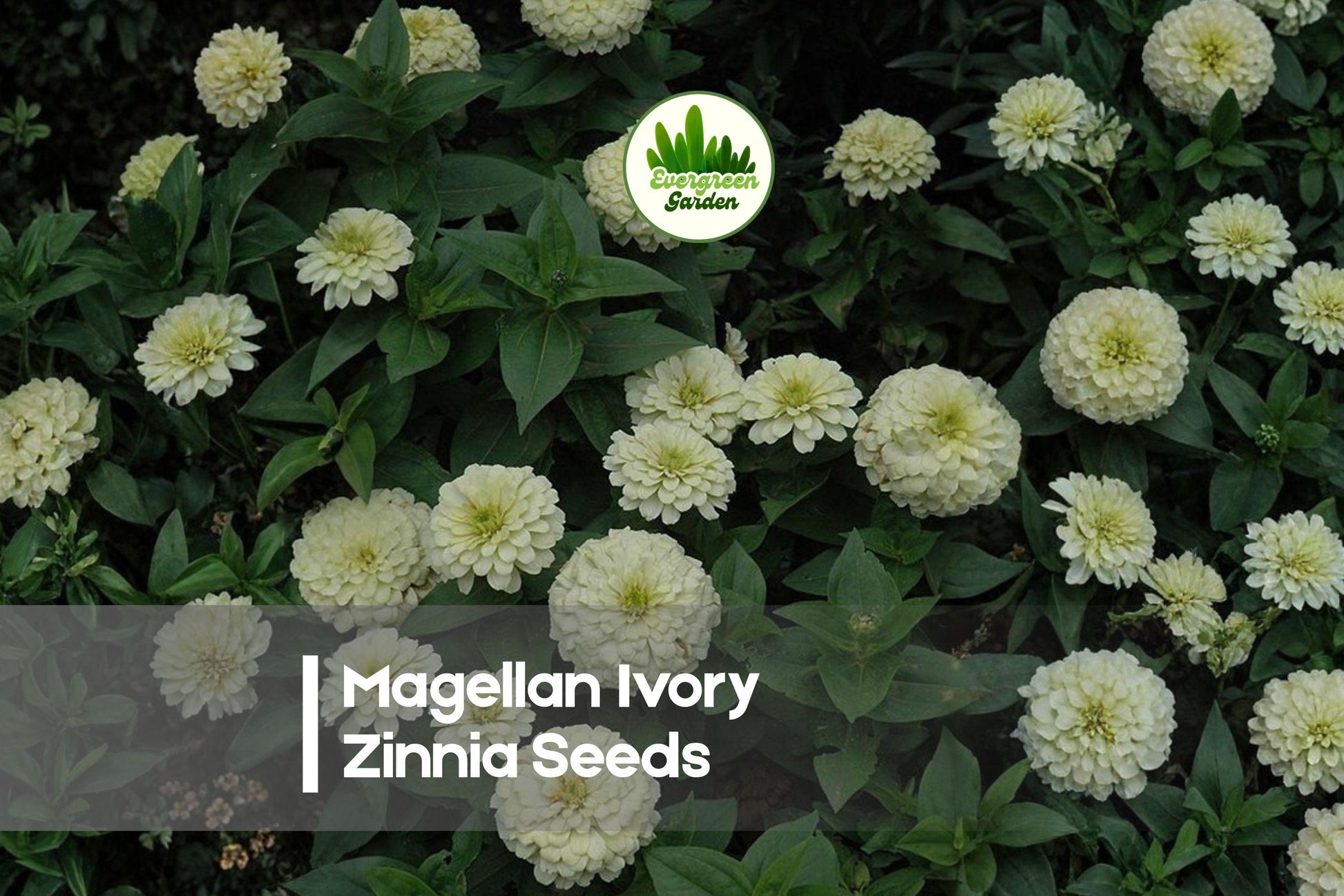 100+ Magellan Ivory Zinnia Seeds - Compact, Fully Double Cream Flowers, Zinnia elegans, Flowering Annual for Borders & Containers