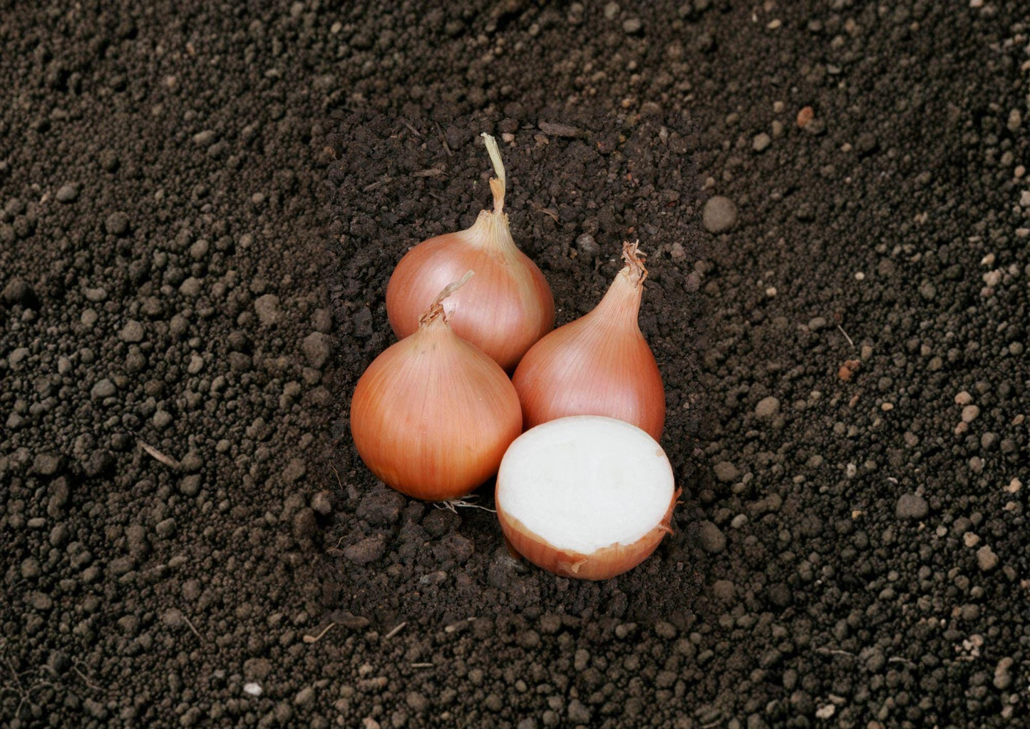 Texas Grano 502 Onion Seeds – Heirloom Short Day Yellow Onion Seeds for Slicing & Cooking, 50 Seeds