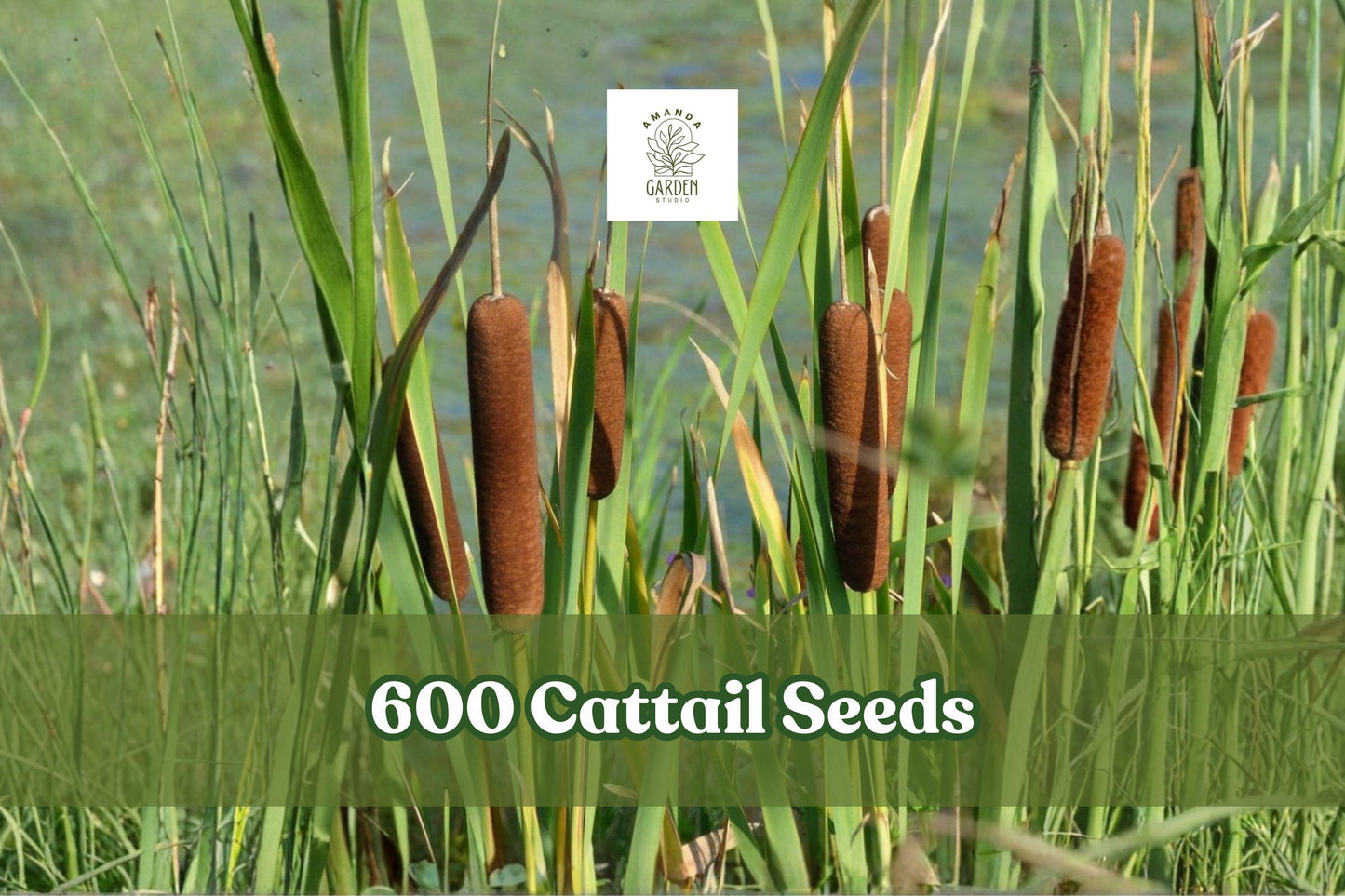 600 Cattail Seeds for Wetland Planting, Typha spp. for Ponds & Water Gardens, Ornamental Grass-Like Growth