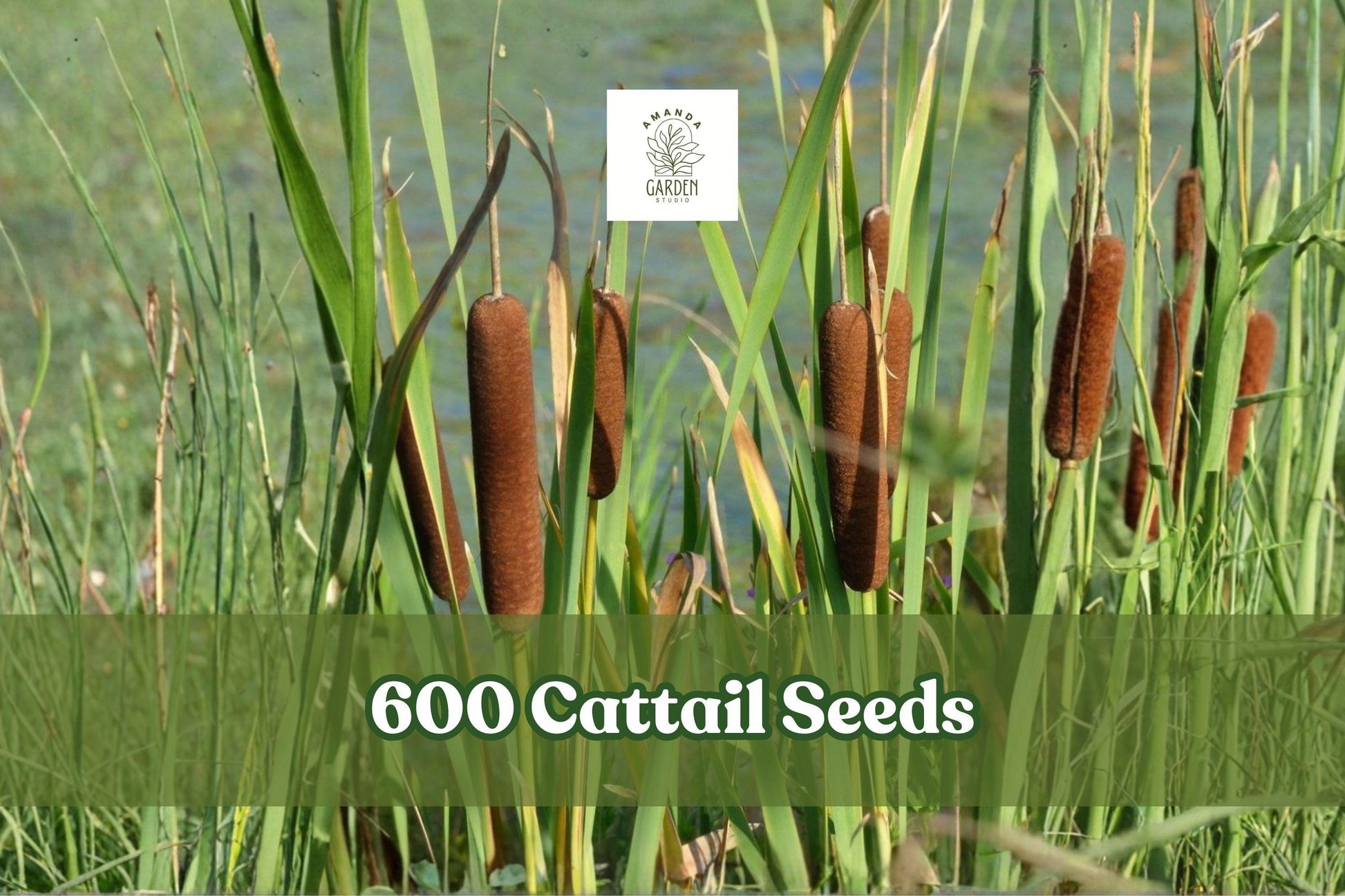 600 Cattail Seeds for Wetland Planting, Typha spp., Ornamental Grass for Ponds & Water Gardens