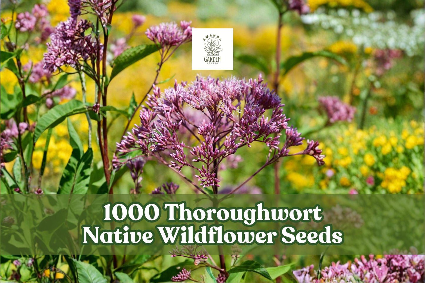 1000 Native Wildflower Seeds - Eupatorium perfoliatum, White Thoroughwort, Perennial Plant for Pollinator Gardens