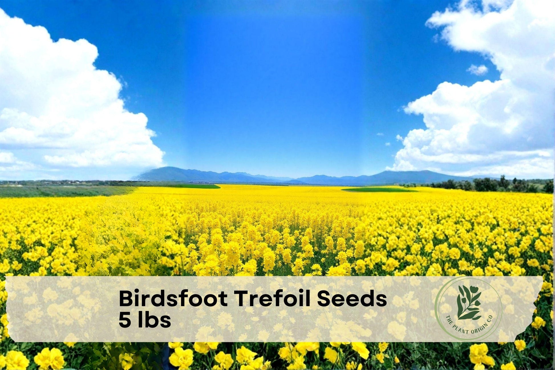 Birdsfoot Trefoil Seeds 5 lbs – Perennial Forage Legume for Pasture, Hay, Silage – Lotus corniculatus