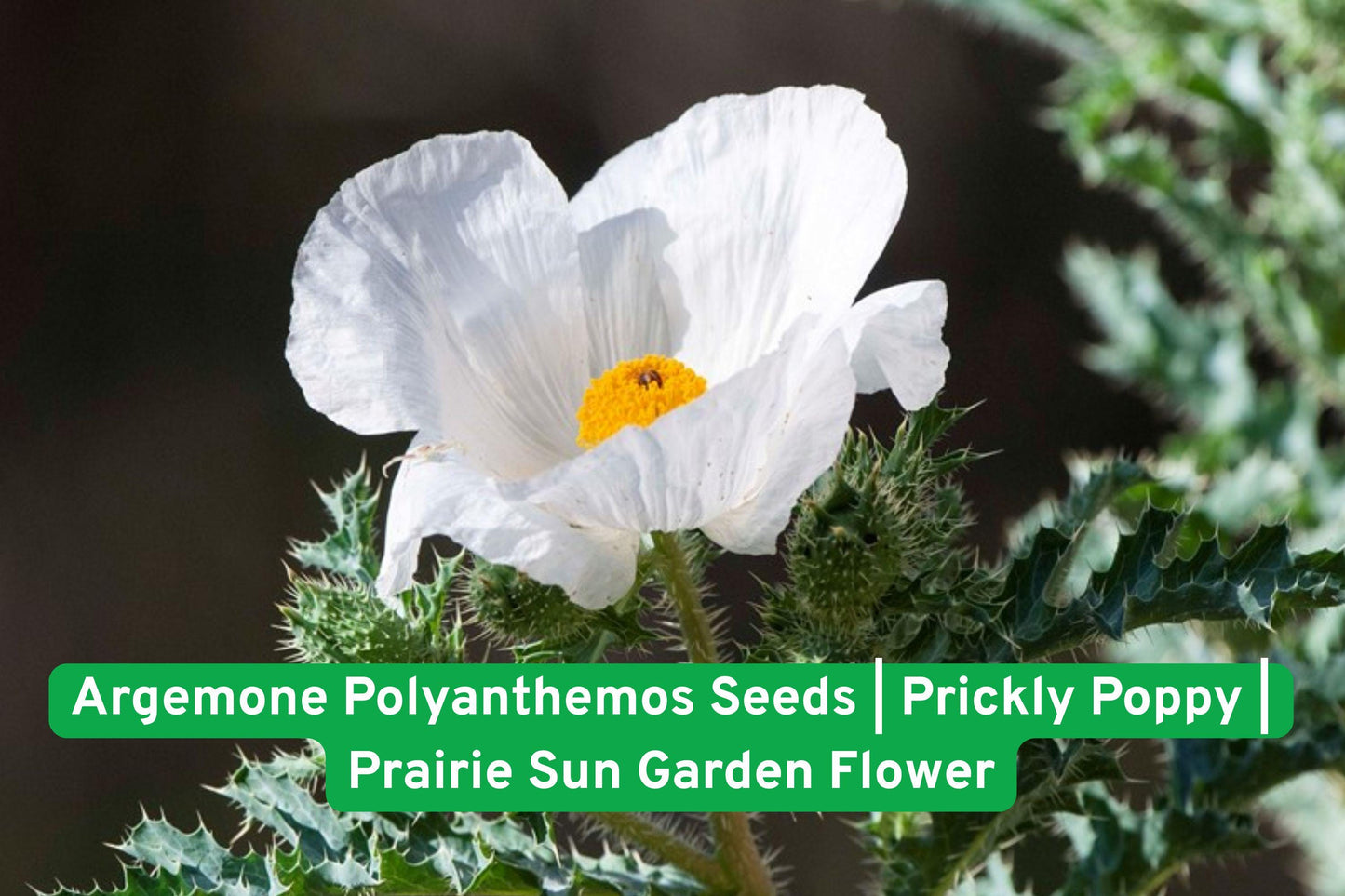 Prickly Poppy seeds, native wildflower, prairie flower seeds, drought-tolerant seeds, sunny garden plants, white bloom seeds, pollinator friendly, annual wildflower, North American native, rocky soil plants, desert garden seeds, bright yellow centers, prairie landscape seeds