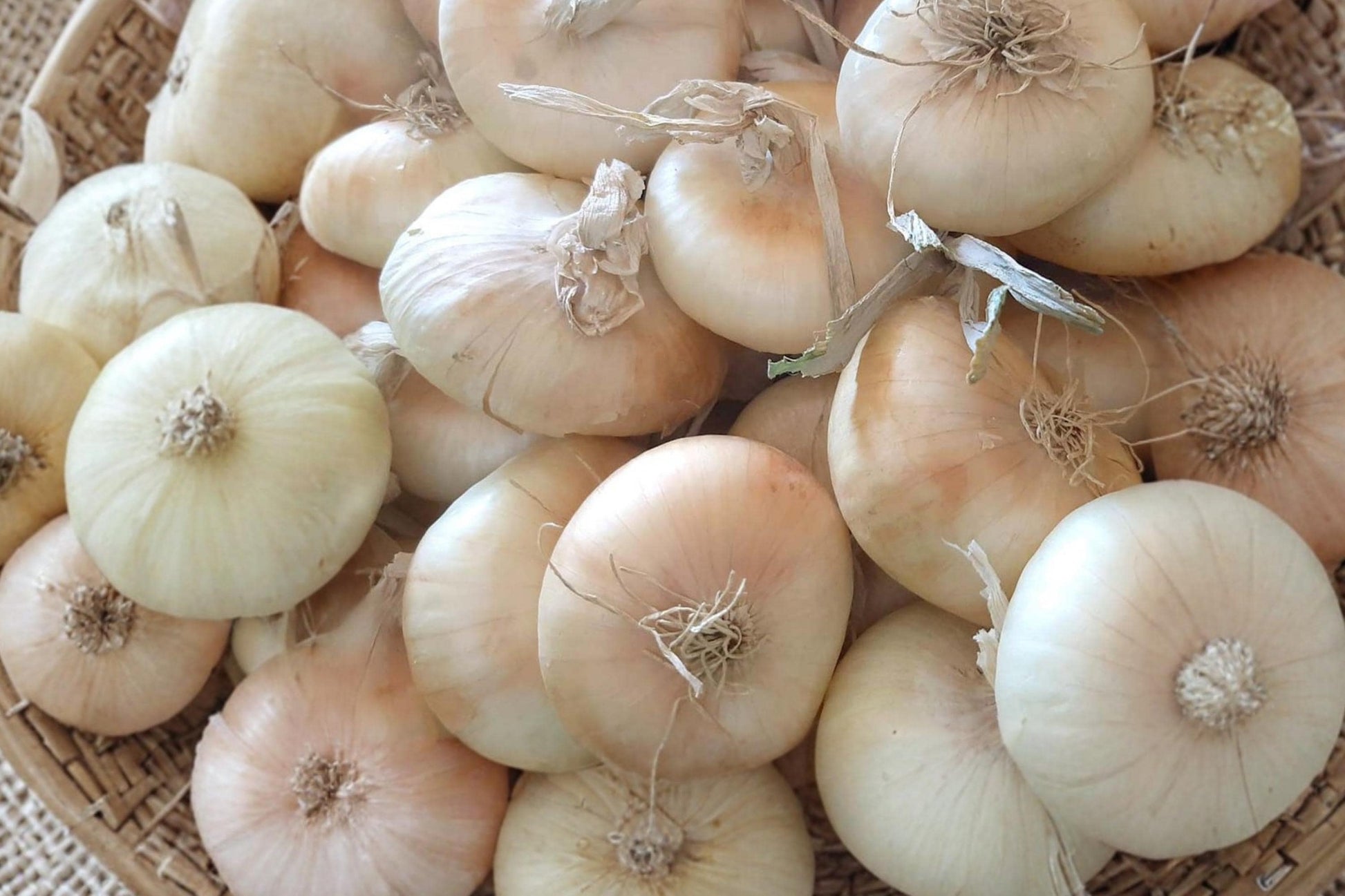 Blanco Duro White Onion Seeds – Heirloom Long Day Variety for Gardens, Produces Firm White Bulbs, Open Pollinated, Vegetable Seed