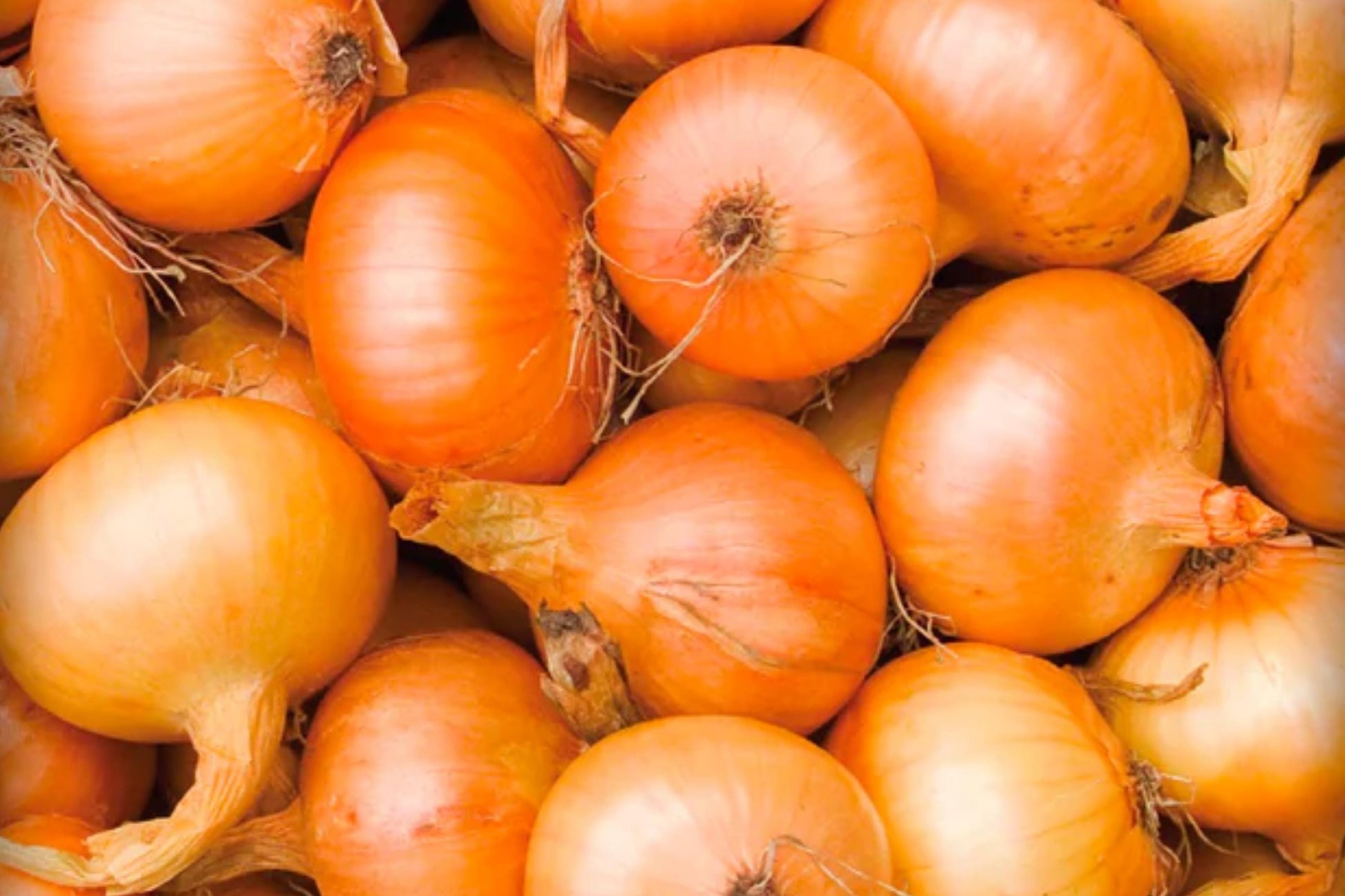 Texas Grano 502 Onion Seeds – Heirloom Short Day Sweet, Large Bulb, Open Pollinated, Allium cepa