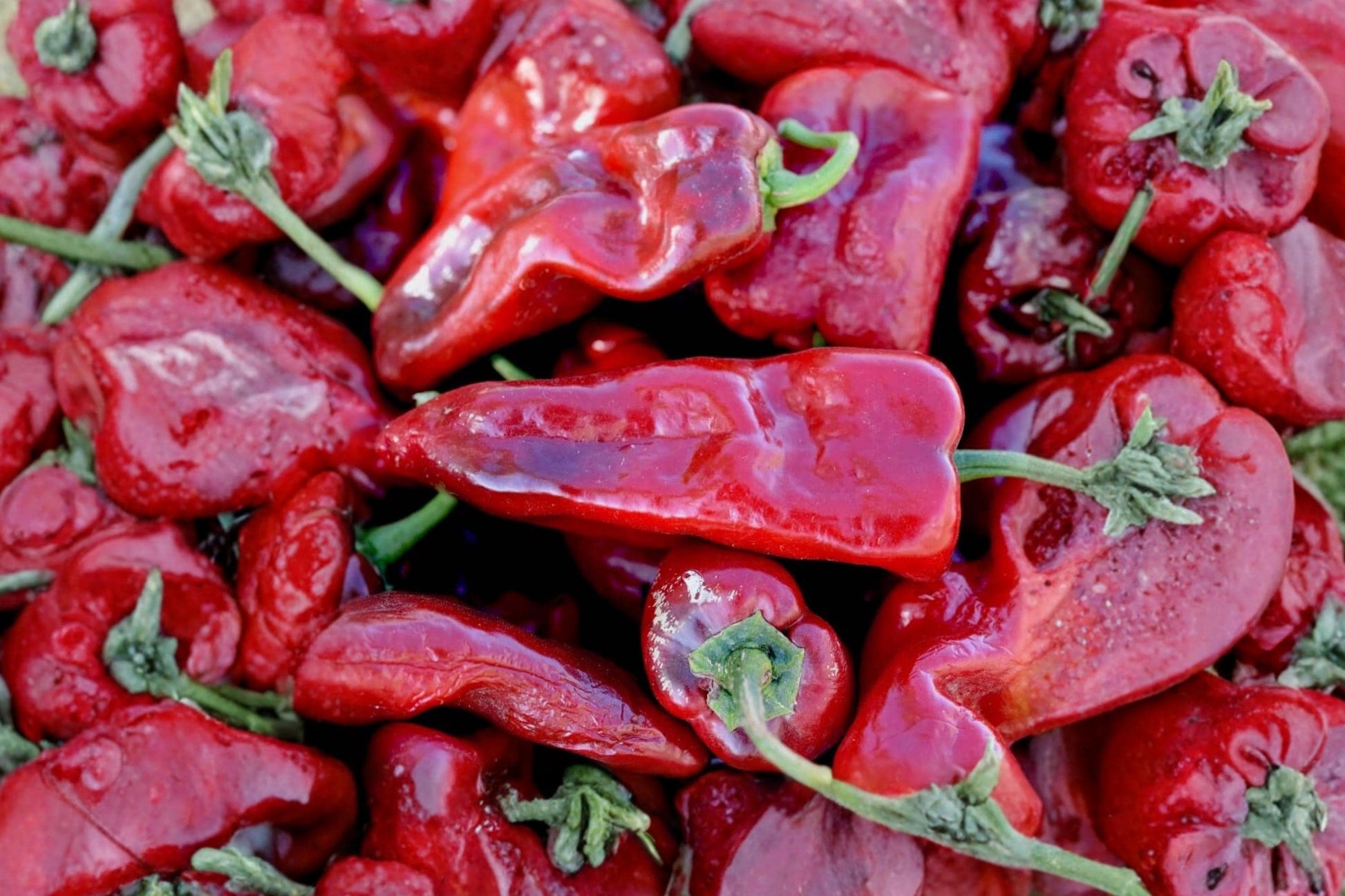 Ancho Poblano Pepper Seeds – Heirloom Mexican Chili Variety, Mild Heat, Large Heart-Shaped Peppers, Capsicum annuum