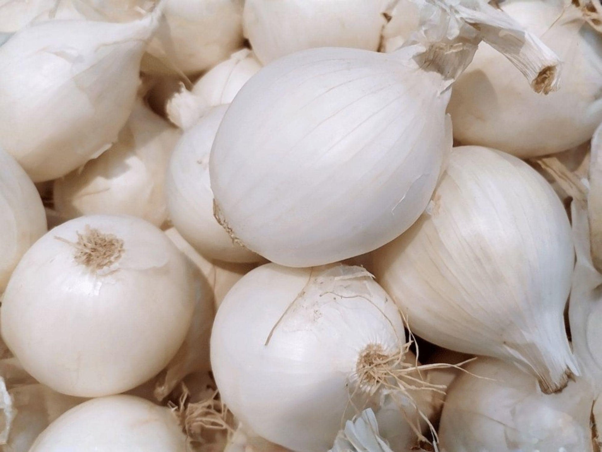 Blanco Duro Onion Seeds – 50 White Storage Garden Seeds for Fresh Slicing, Cooking, and Long-Term Storage Allium cepa