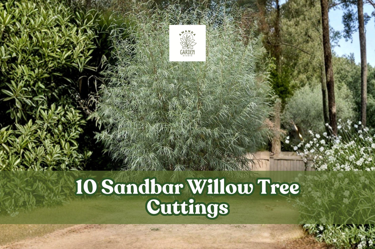 10 Sandbar Willow Tree Cuttings for Planting, Salix exigua, Moist Soil, Deciduous Shrub, Live Planting Material