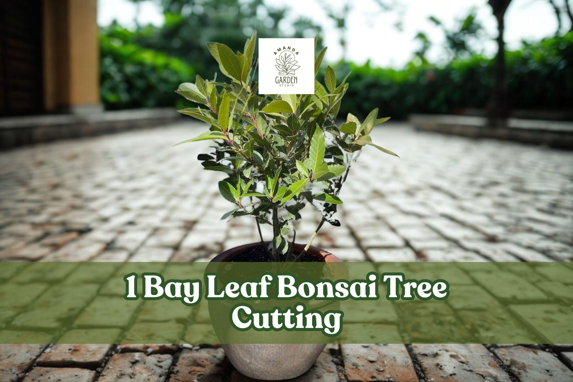 Bay Leaf Bonsai Tree Cutting for Planting | Ornamental Bonsai Starter with Thick Trunk | Indoor or Outdoor Plant