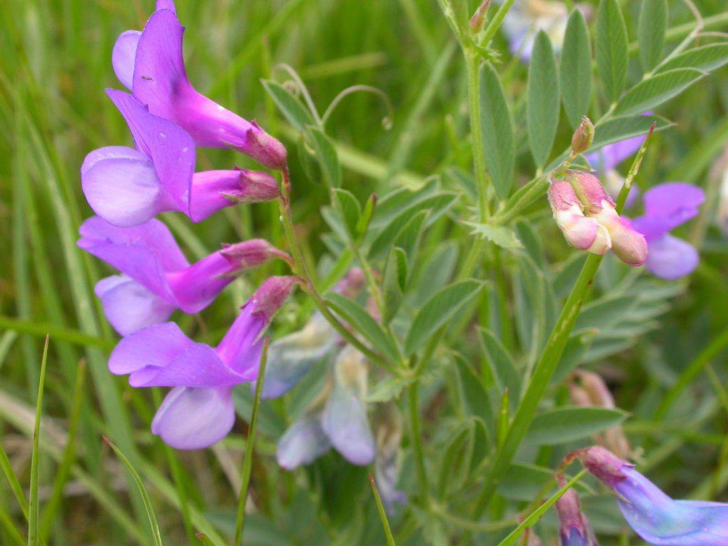 American Vetch Seeds – Native Perennial Vine for Pollinators & Soil Improvement – Vicia americana, 25 Seeds