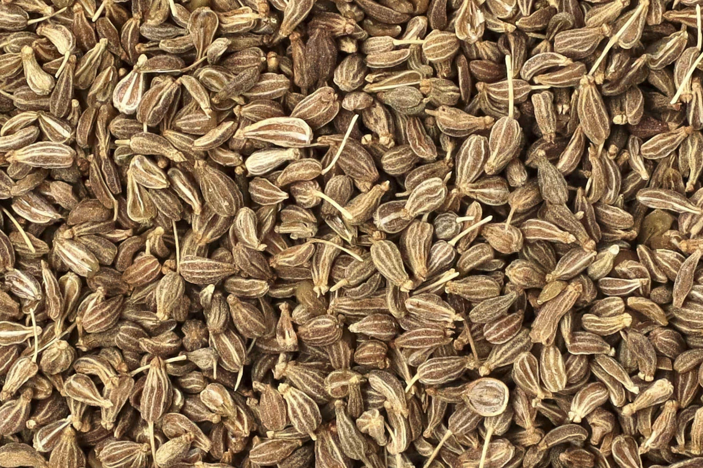 Heirloom Anise Herb Seeds – Aromatic Culinary & Medicinal Plant, Annual, Pimpinella anisum