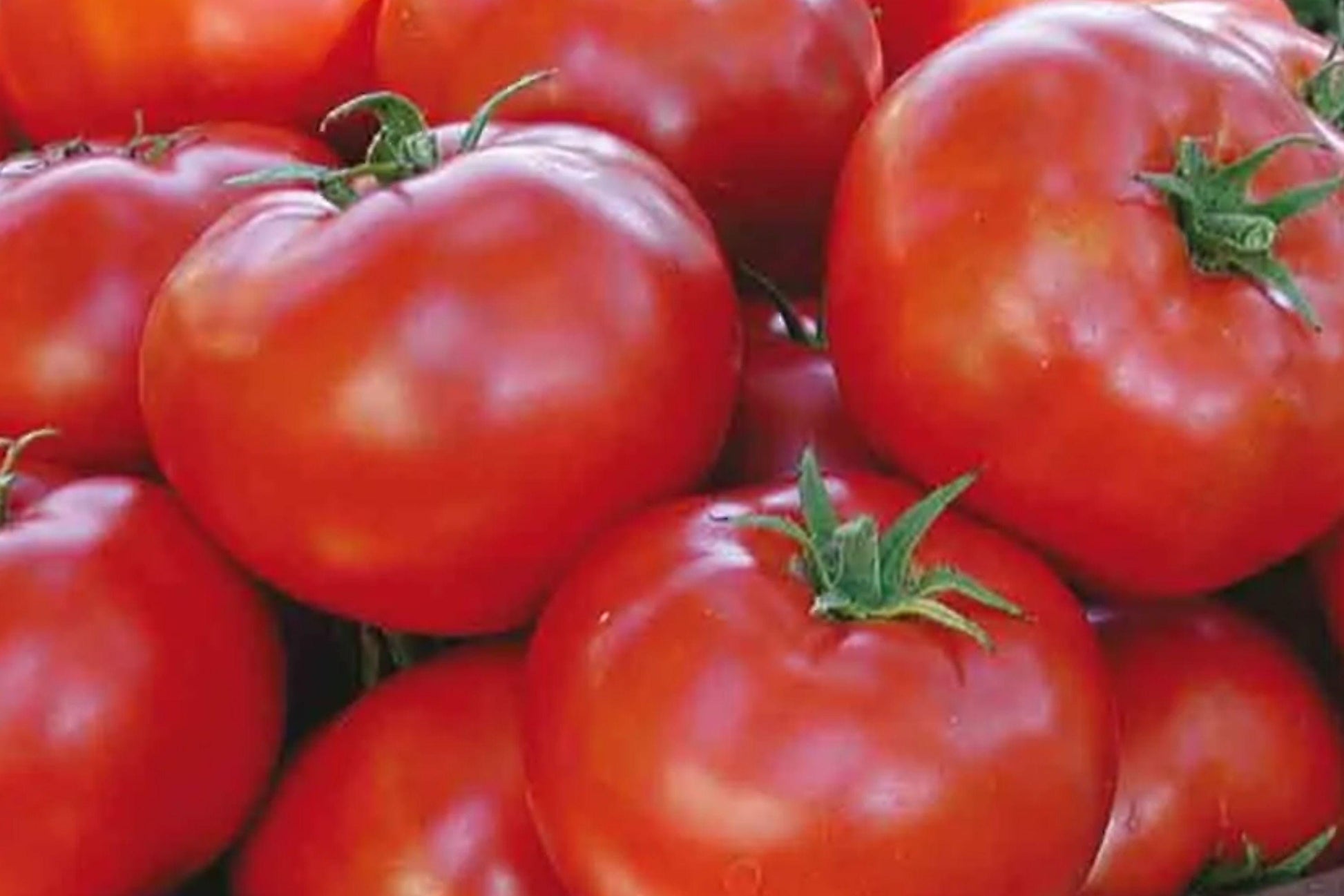 Heirloom Tomato Seeds – Early Season Red Slicing Fruit – Legend Solanum lycopersicum