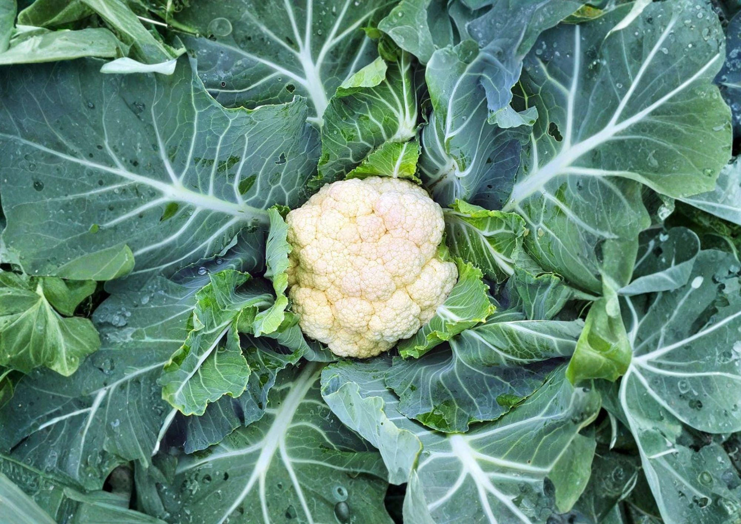 Self Blanching Cauliflower Seeds – 500 Heirloom Vegetable Seeds for Spring & Fall Gardens, White Compact Heads, Cool Season Crop