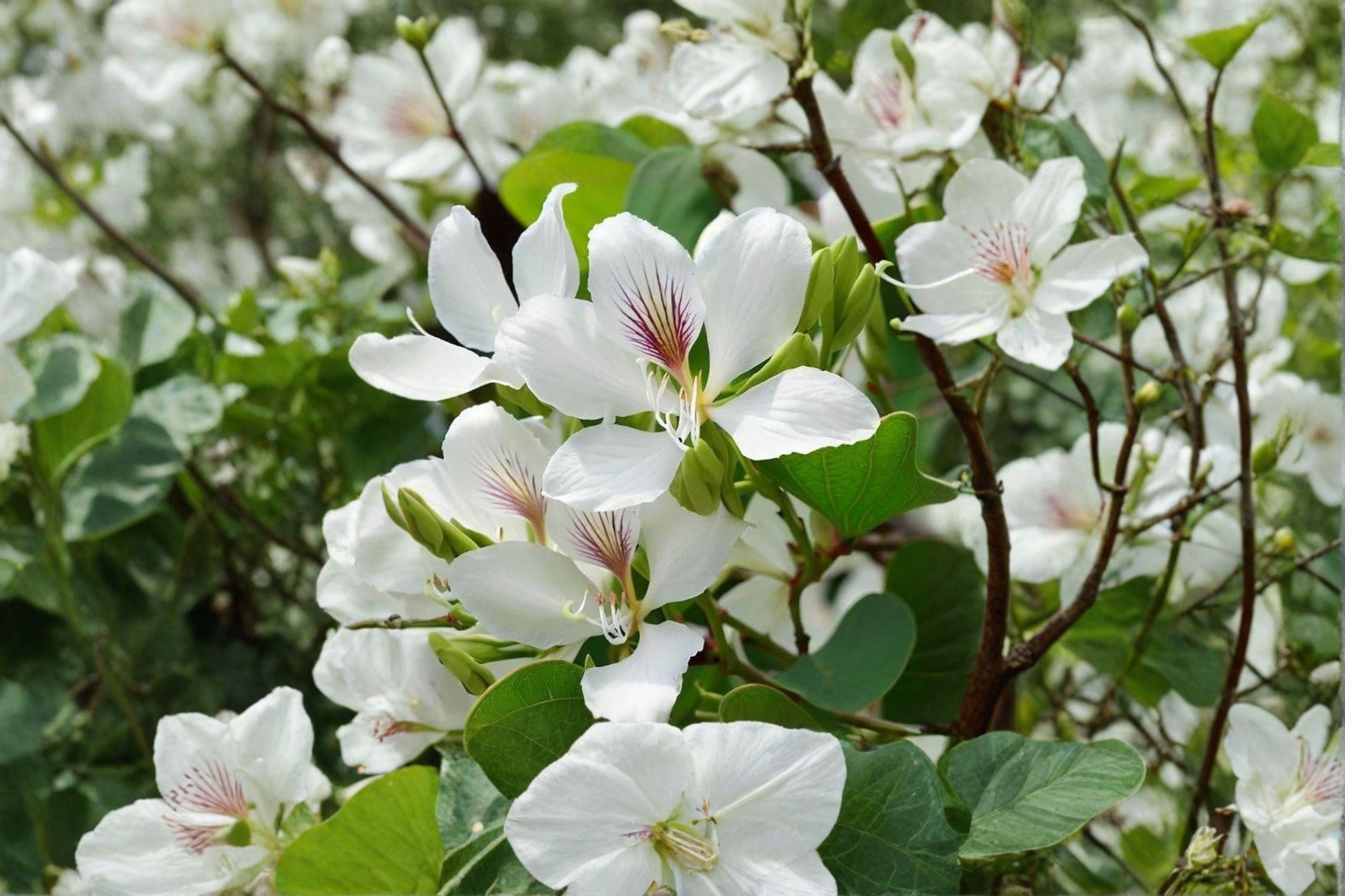 Bauhinia Alba Seeds – White Orchid Tree, Ornamental Flowering Plant, Tropical Garden, Butterfly-Shaped Leaves, 10 Pack