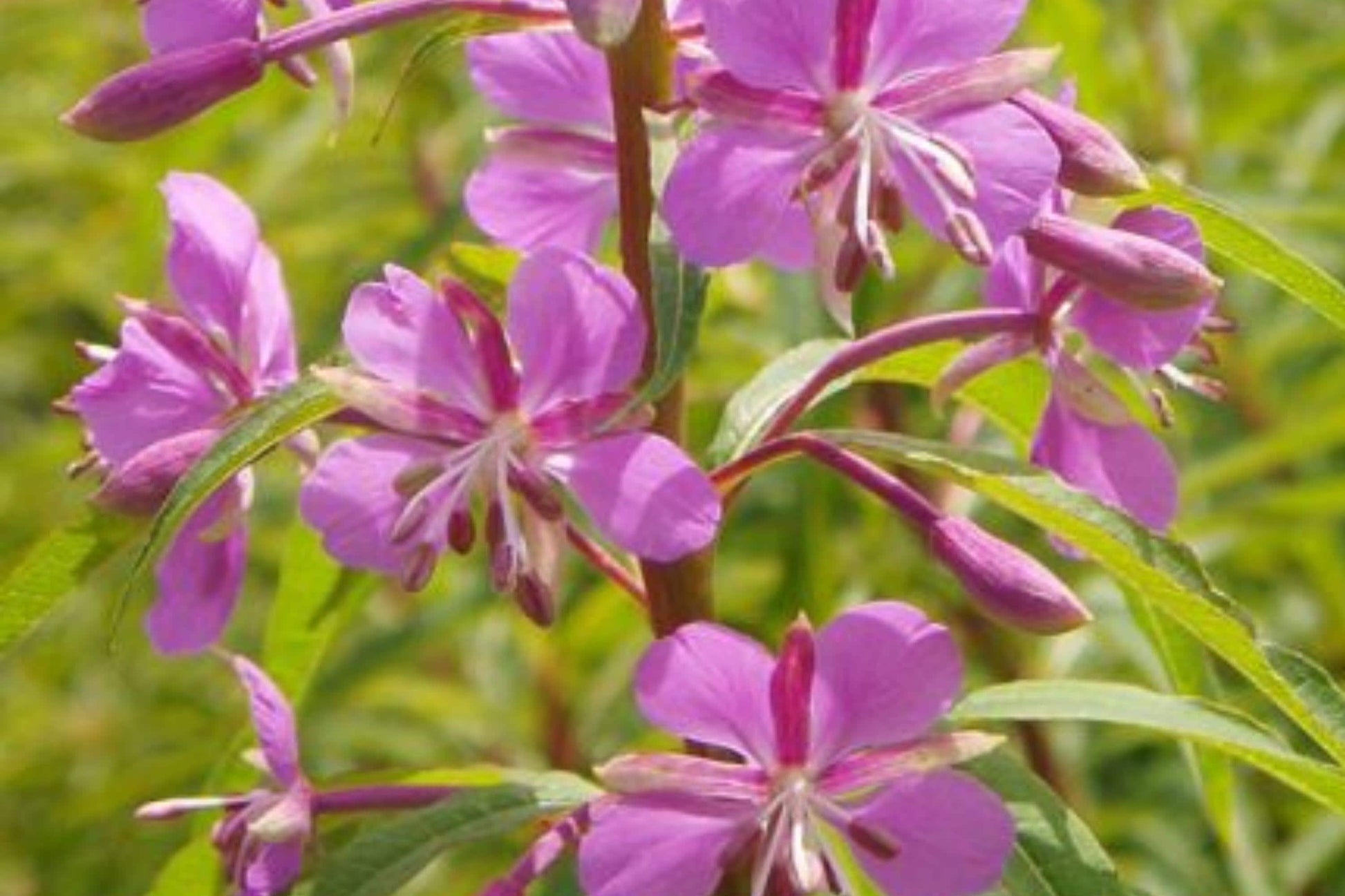 Fireweed Seeds 100 Pack – Pink Purple Wildflower for Gardens, Pollinators, Chamaenerion Angustifolium