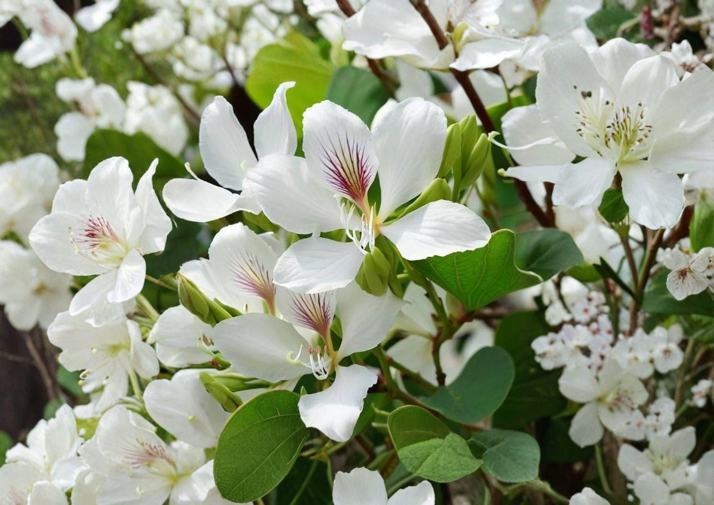 Bauhinia Alba Seeds – 10 Orchid Tree White Flowers Tropical Garden Plant for Landscape and Pollinator Attraction