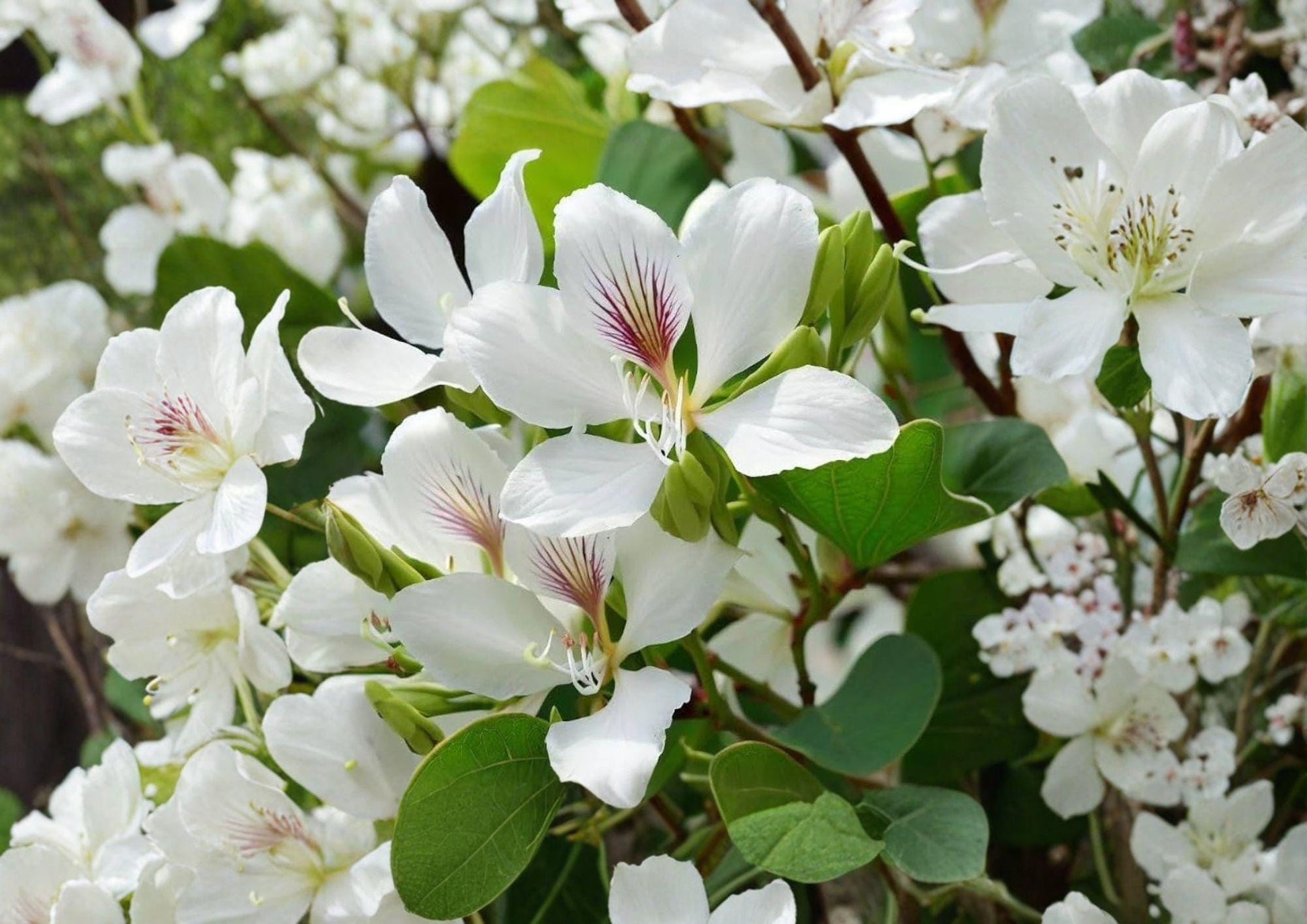 Bauhinia Alba Seeds – 10 Orchid Tree Seeds for White Butterfly Blooms, Tropical Garden Plant, Ornamental Flowering Tree