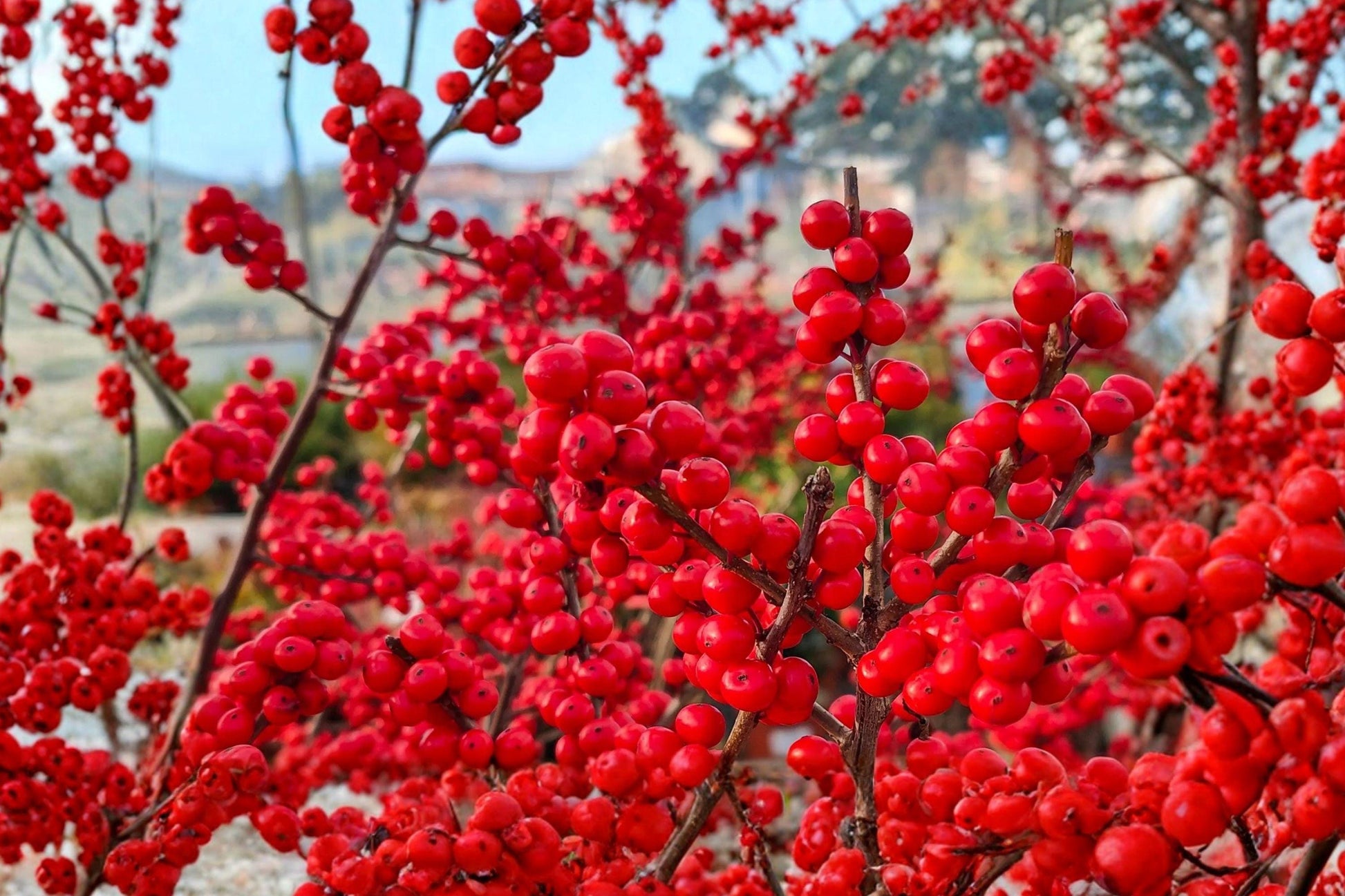 Winterberry Holly Seeds – Ilex verticillata Native Shrub with Bright Red Berries, Ornamental Garden Plant, 25 Seeds