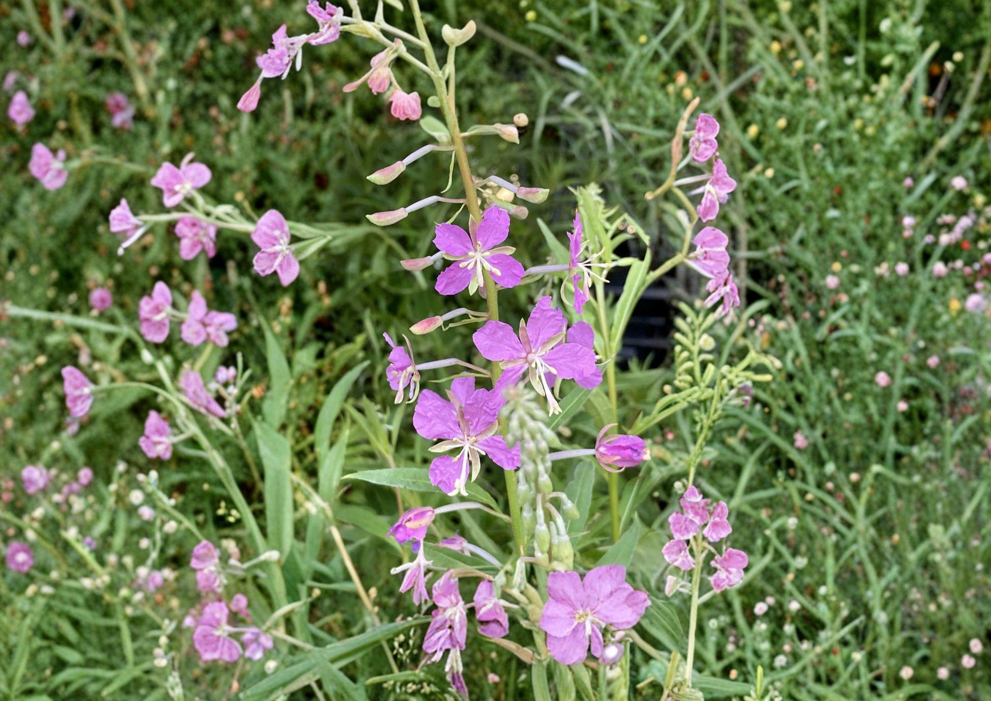 Fireweed Seeds, Pink Spikes, Hardy Perennial Wildflower, Chamaenerion Angustifolium, 100 Seeds for Meadow, Garden, Pollinator