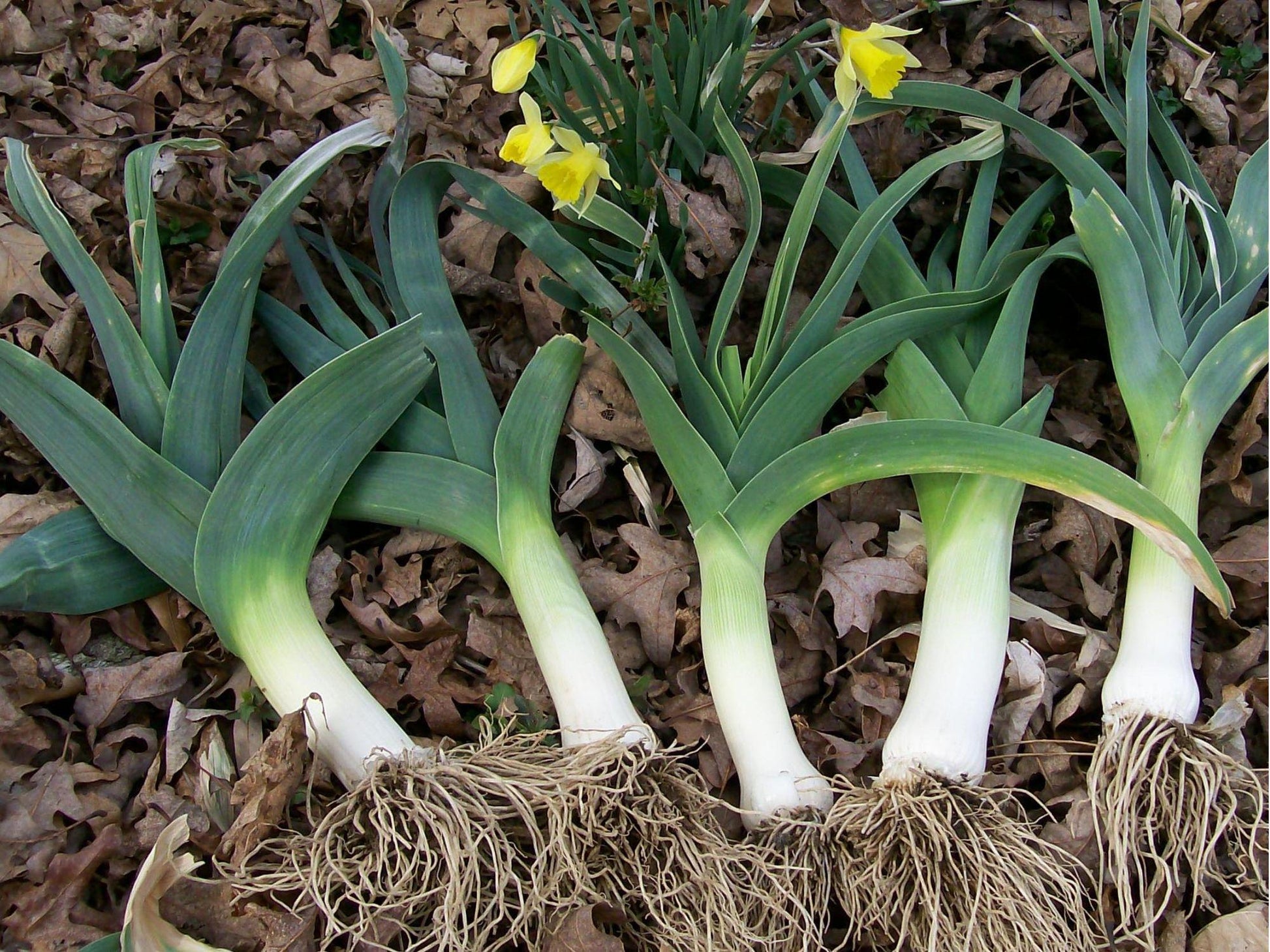 American Flag Leek Seeds – Heirloom, Non-GMO, Cold Hardy, Mild Onion Flavor, Allium ampeloprasum