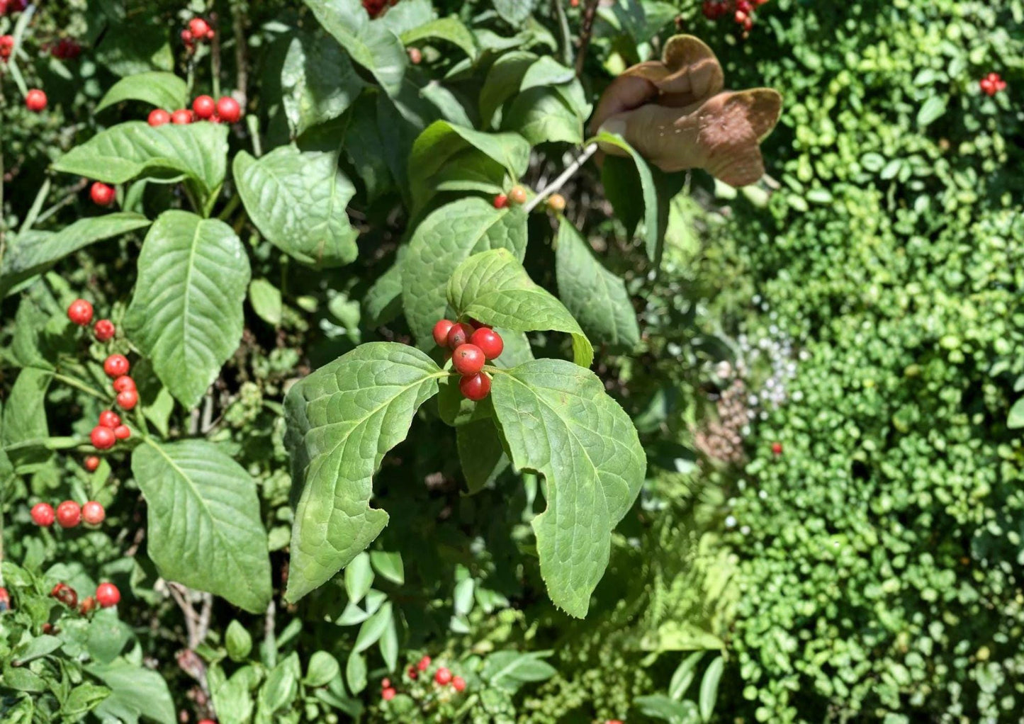 Ilex Montana Seeds – 25 Native Mountain Holly Tree Seeds for Wildlife Gardens, Evergreen Shrub, Deciduous, Habitat Restoration