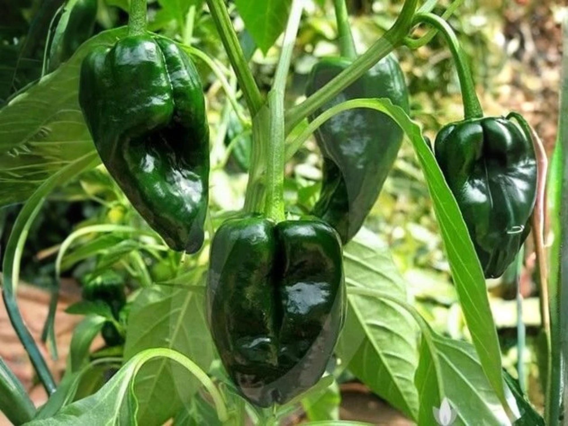 Ancho Poblano Pepper Seeds – Heirloom Mexican Chili for Stuffing, Drying, Cooking | Capsicum annuum