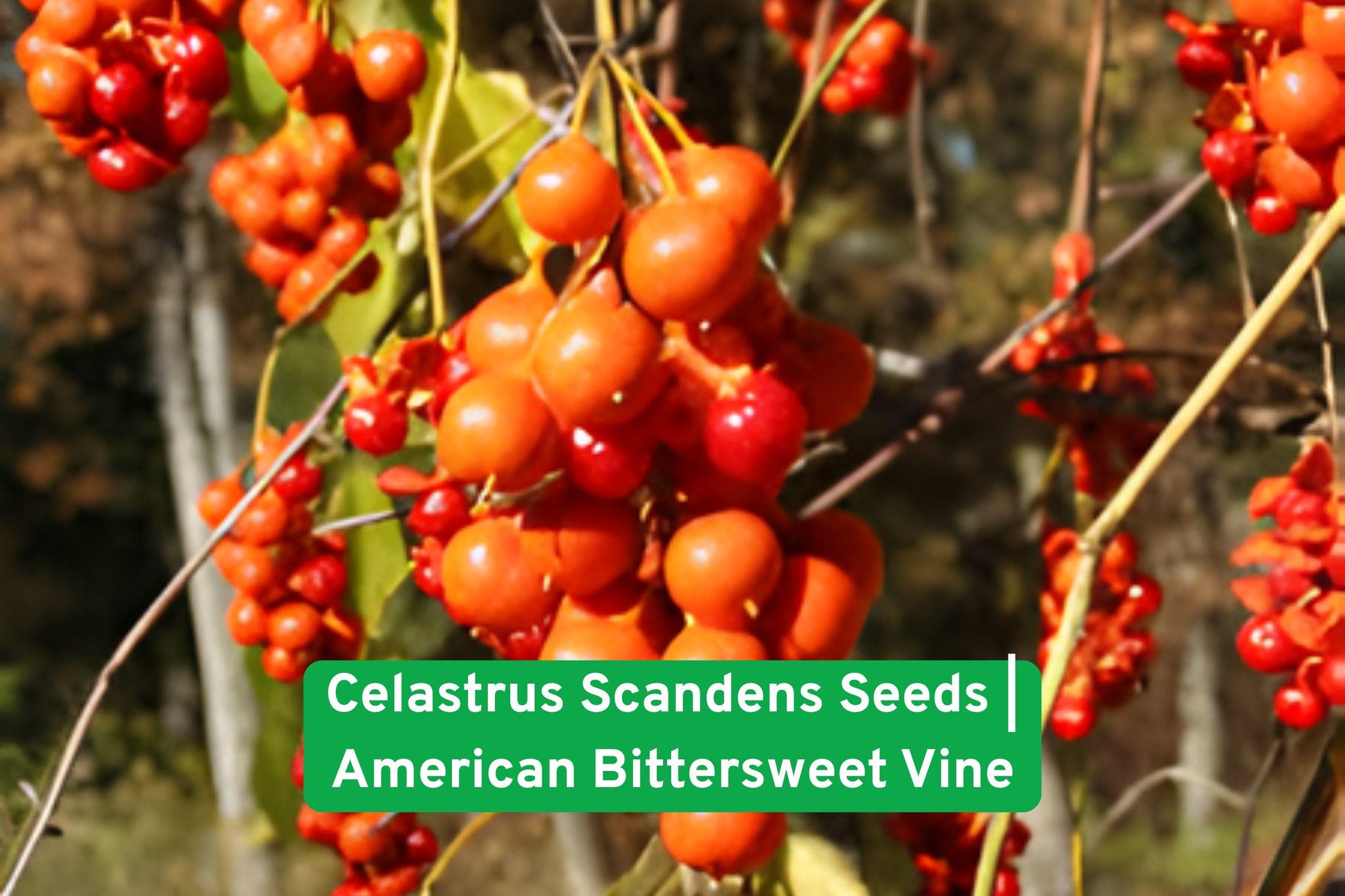 native vine seeds, American bittersweet seeds, climbing vine seeds, fall berry seeds, native perennial seeds, wildlife garden seeds, ornamental vine seeds, orange berry seeds, trellis plant seeds, native plant seeds, deciduous vine seeds, outdoor climbing seeds, ecological garden seeds