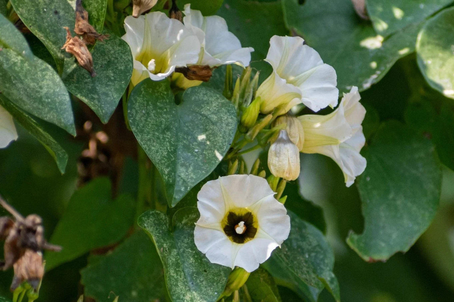 Rivea Corymbosa Seeds – 10 Rare Sacred Morning Glory Vine, Ethnobotanical Plant, Ololiuqui, Climbing Flower, White Blooms