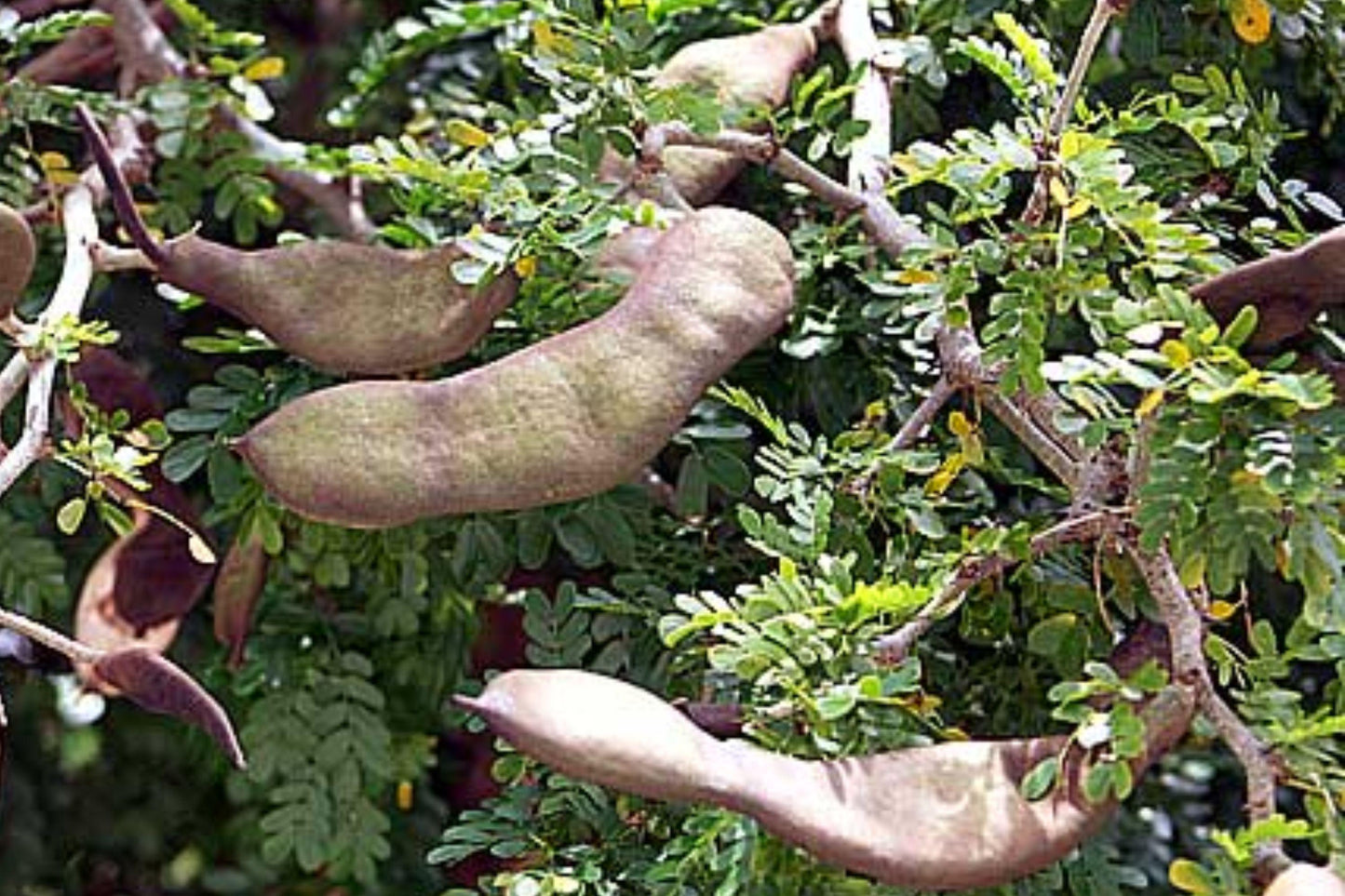 Texas Ebony Seeds – Drought Tolerant Desert Tree for Bonsai & Landscaping – Grow Pithecellobium flexicaule