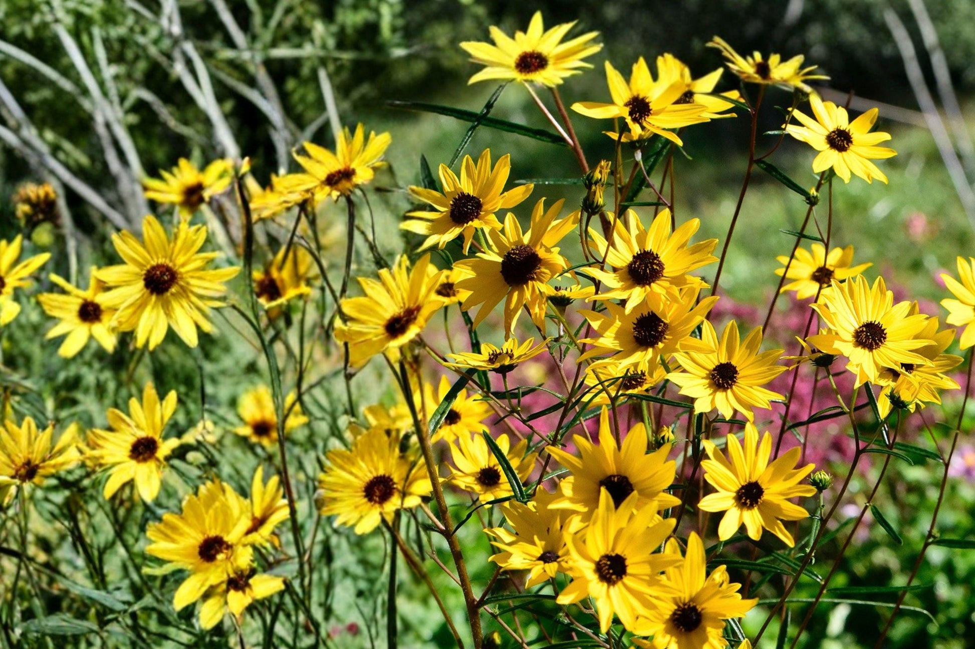Helianthus Angustifolius Swamp Sunflower Seeds – Native Perennial Wildflower for Pollinator Gardens & Wetlands