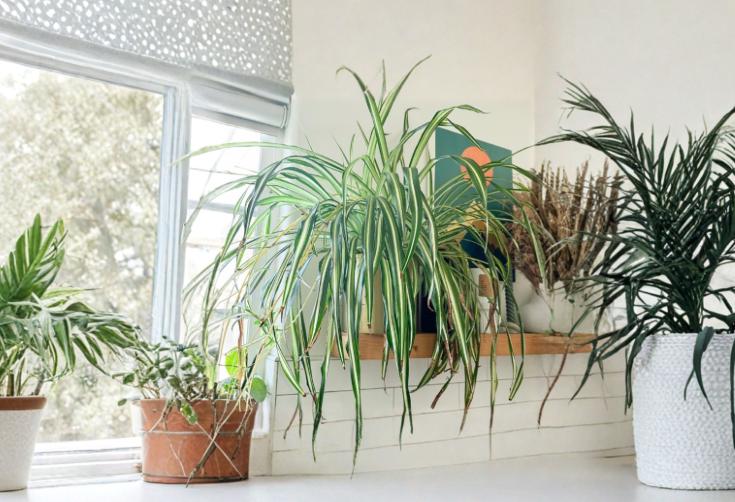 Spider Plant Rooted Cutting - Indoor Houseplant with Green-White Variegated Leaves - Chlorophytum comosum