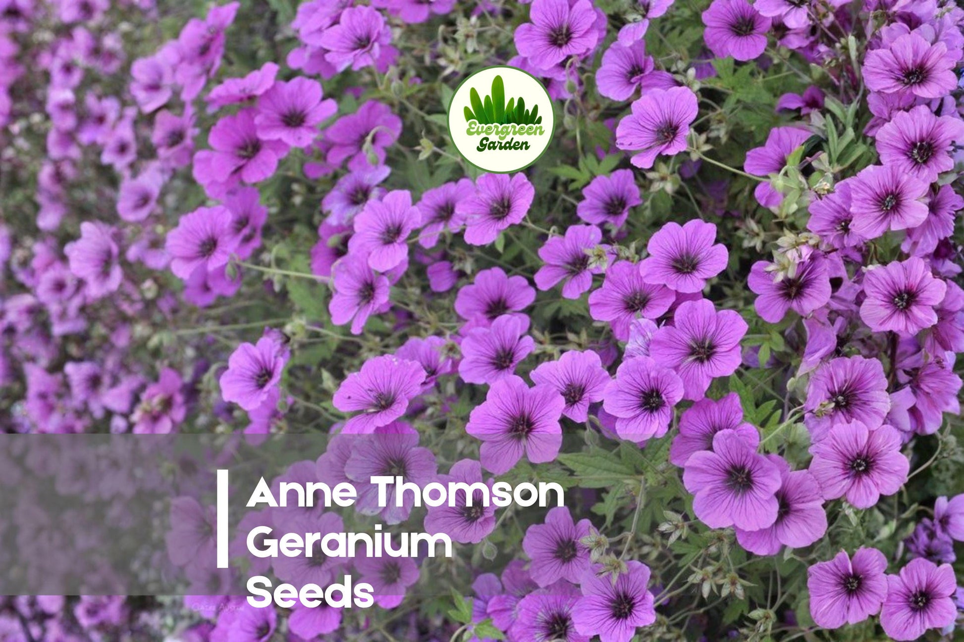 Geranium Seeds, Anne Thomson Pink Pelargonium, Bright Blooms, Annual, Garden, Container, Landscaping