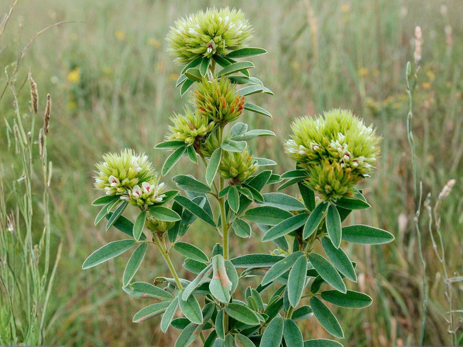 Lespedeza capitata Seeds – Roundhead Bush Clover Native Perennial for Pollinator Gardens & Prairie Restoration