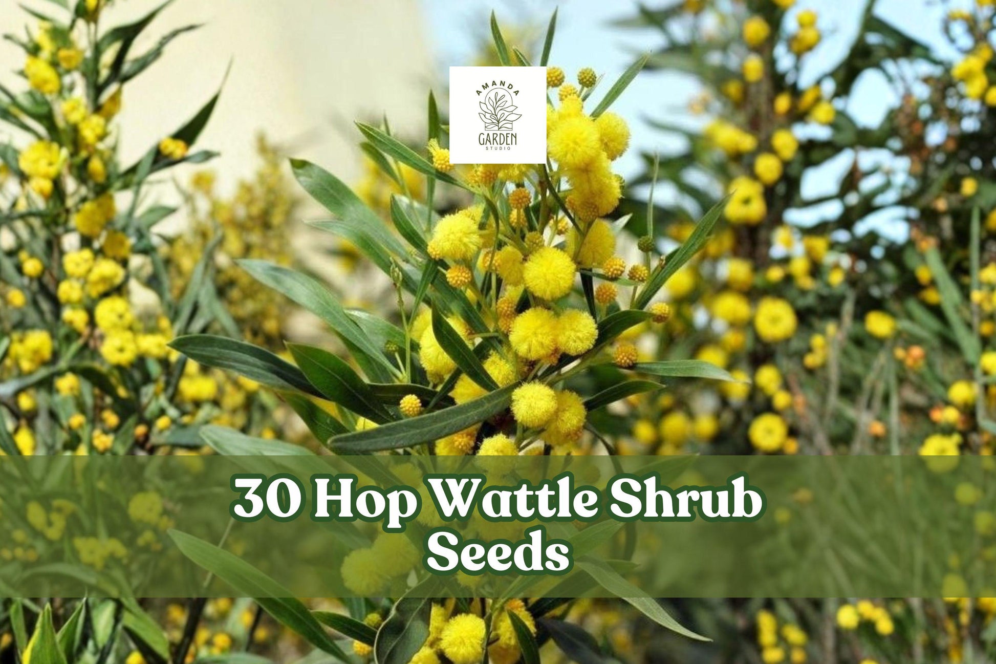 30 Hop Wattle Shrub Seeds Acacia stricta Ornamental Plant for Garden, Landscape, Borders