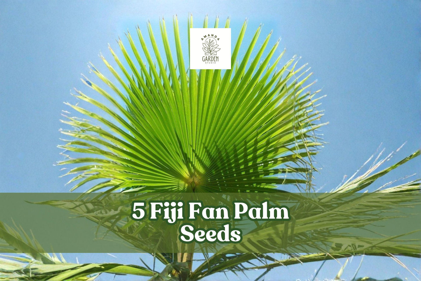 Fiji Fan Palm Seeds, Pritchardia pacifica, Ornamental Tropical Palm for Landscaping & Container Growing, 5 Seeds