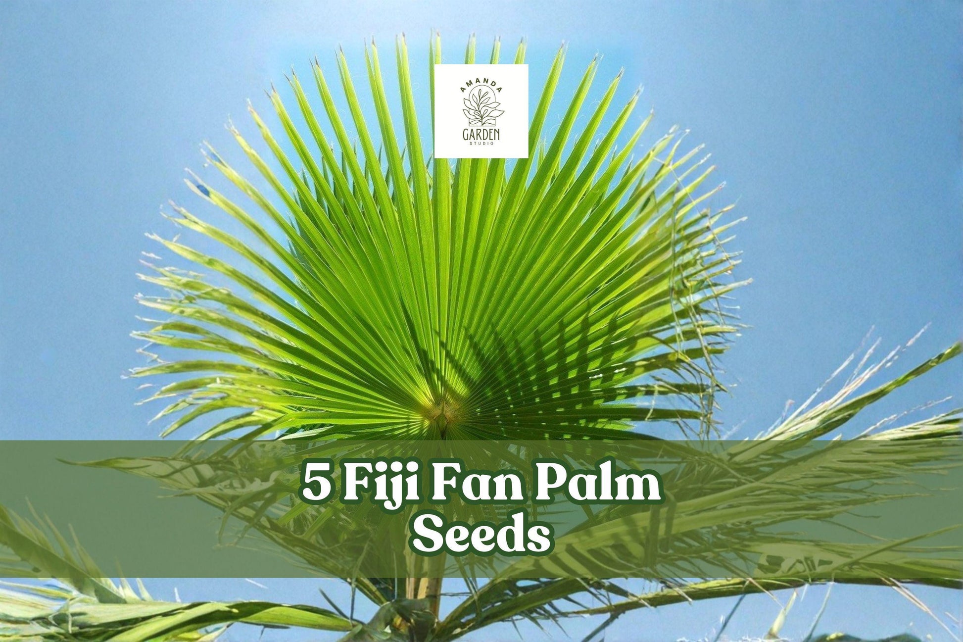 Fiji Fan Palm Seeds, Pritchardia pacifica, Ornamental Tropical Palm for Landscaping & Container Growing, 5 Seeds