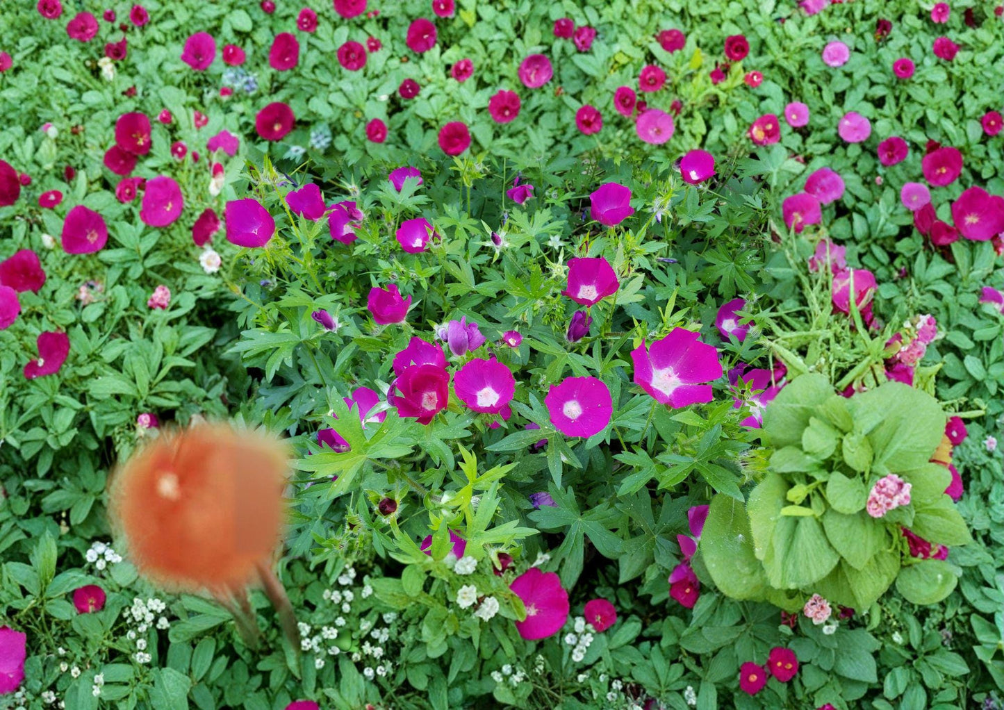 Callirhoe involucrata Purple Poppy Mallow Seeds, Drought Tolerant Native Perennial Ground Cover, Magenta Wildflower, Trailing Plant