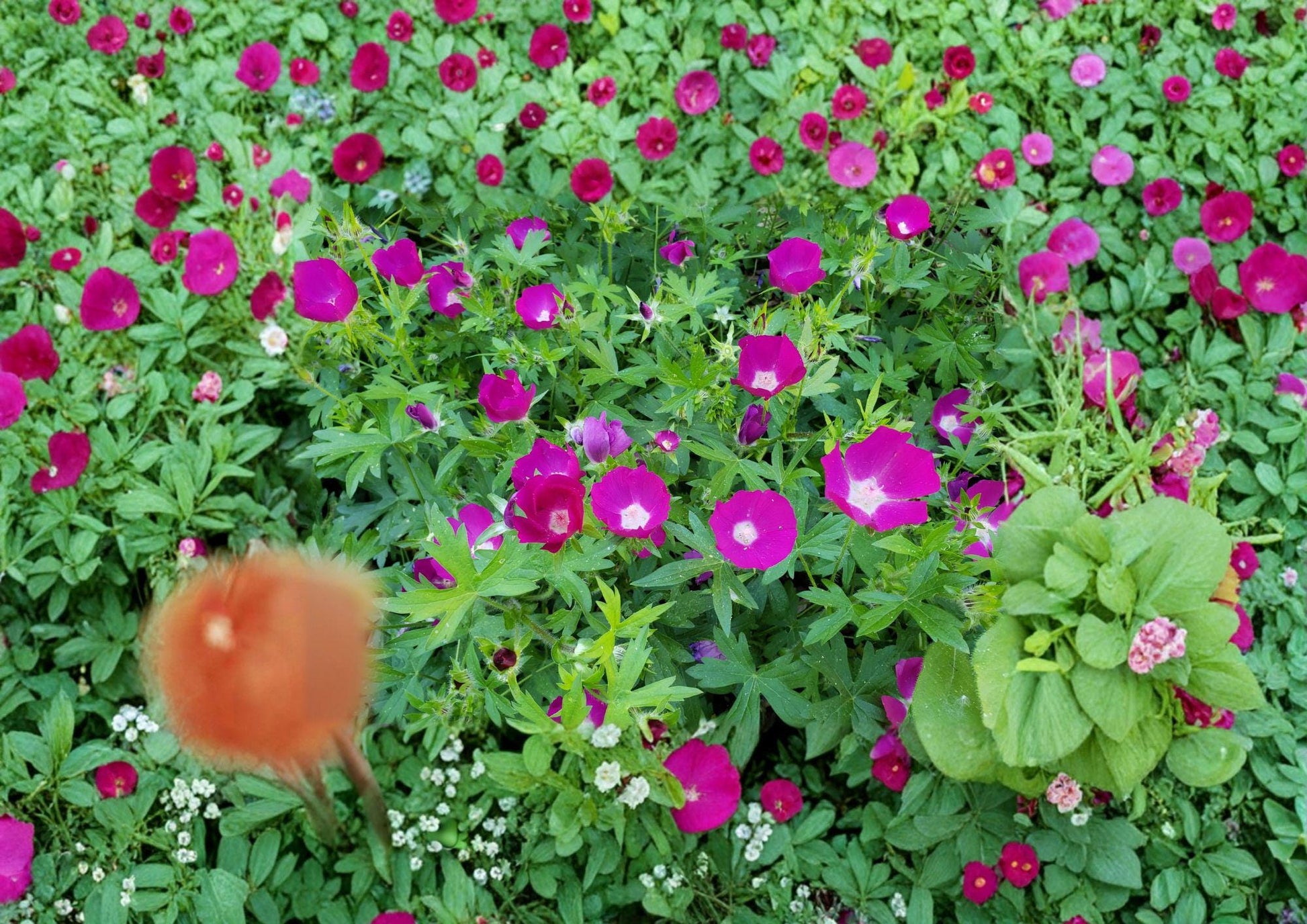 Callirhoe involucrata Purple Poppy Mallow Seeds, Drought Tolerant Native Perennial Ground Cover, Magenta Wildflower, Trailing Plant