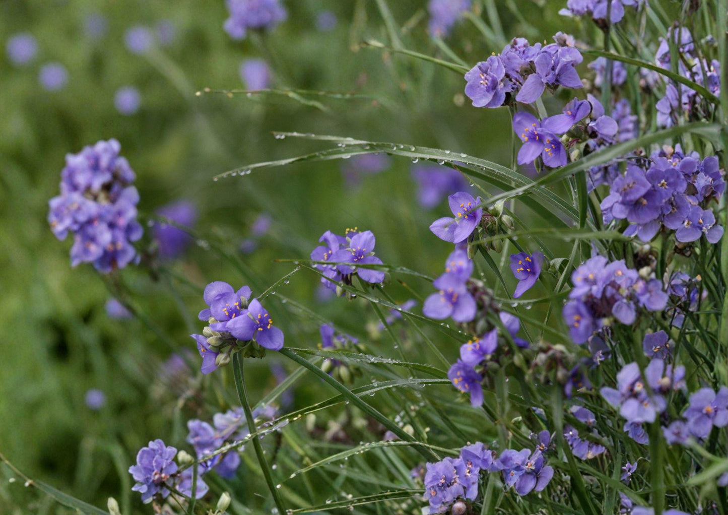 Tradescantia occidentalis Western Spiderwort Seeds – Native Blue Prairie Wildflower, Pollinator-Friendly Perennial for Sun Gardens