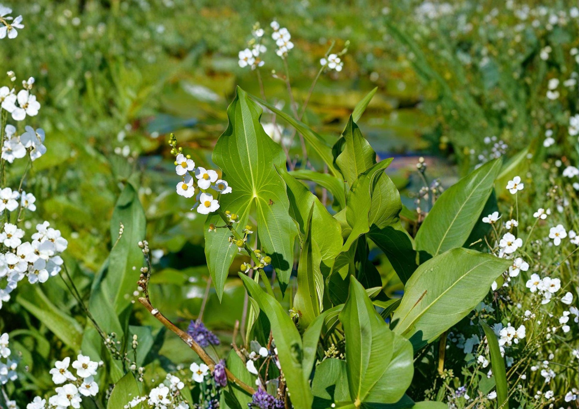 Common Arrowhead Seeds - Native Aquatic Wetland Plant, Duck Potato, Sagittaria latifolia, 500 Seeds