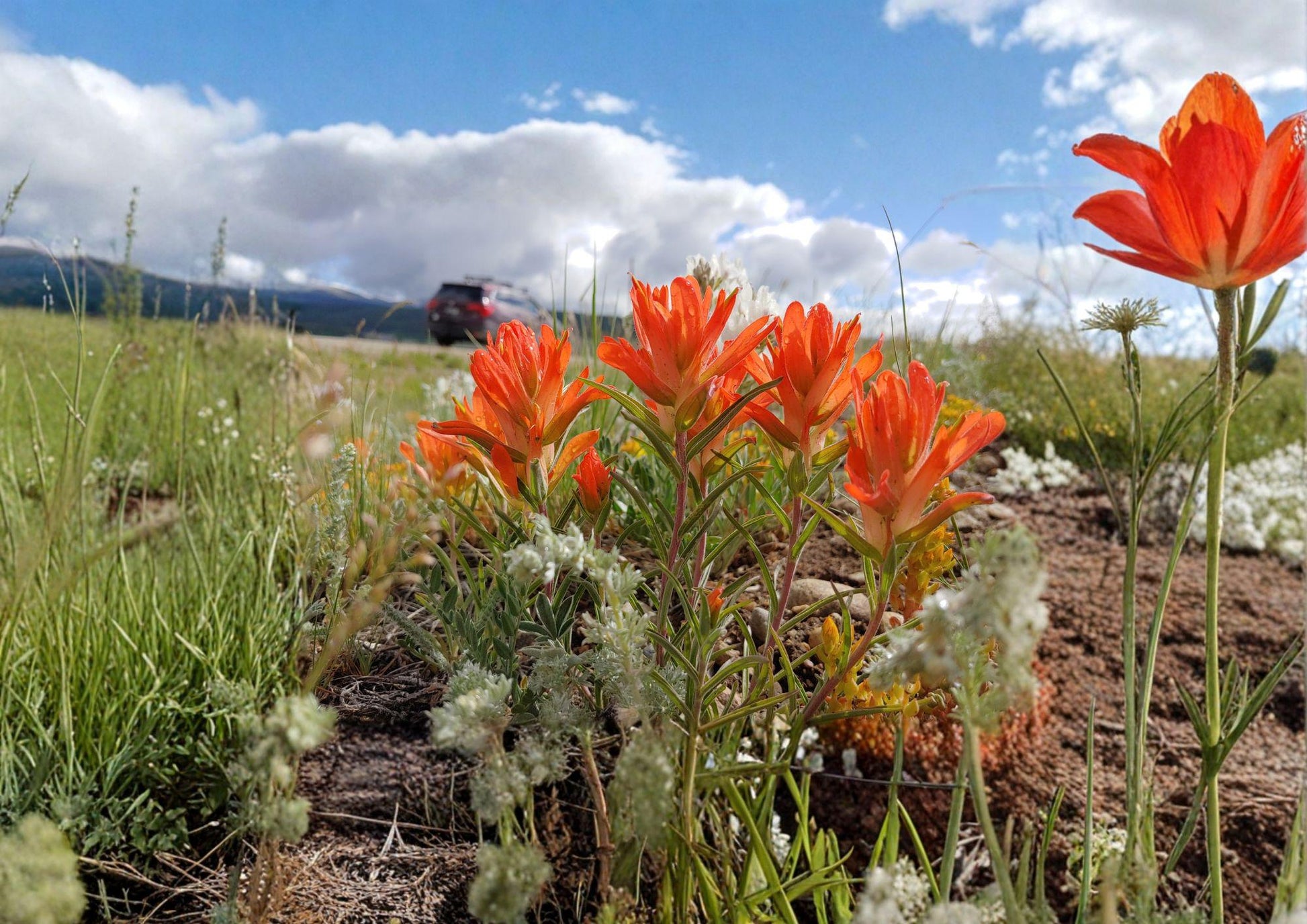 Orange Paintbrush Seeds – Southwestern Native Wildflower, Pollinator Plant, Castilleja integra, 100 Seeds