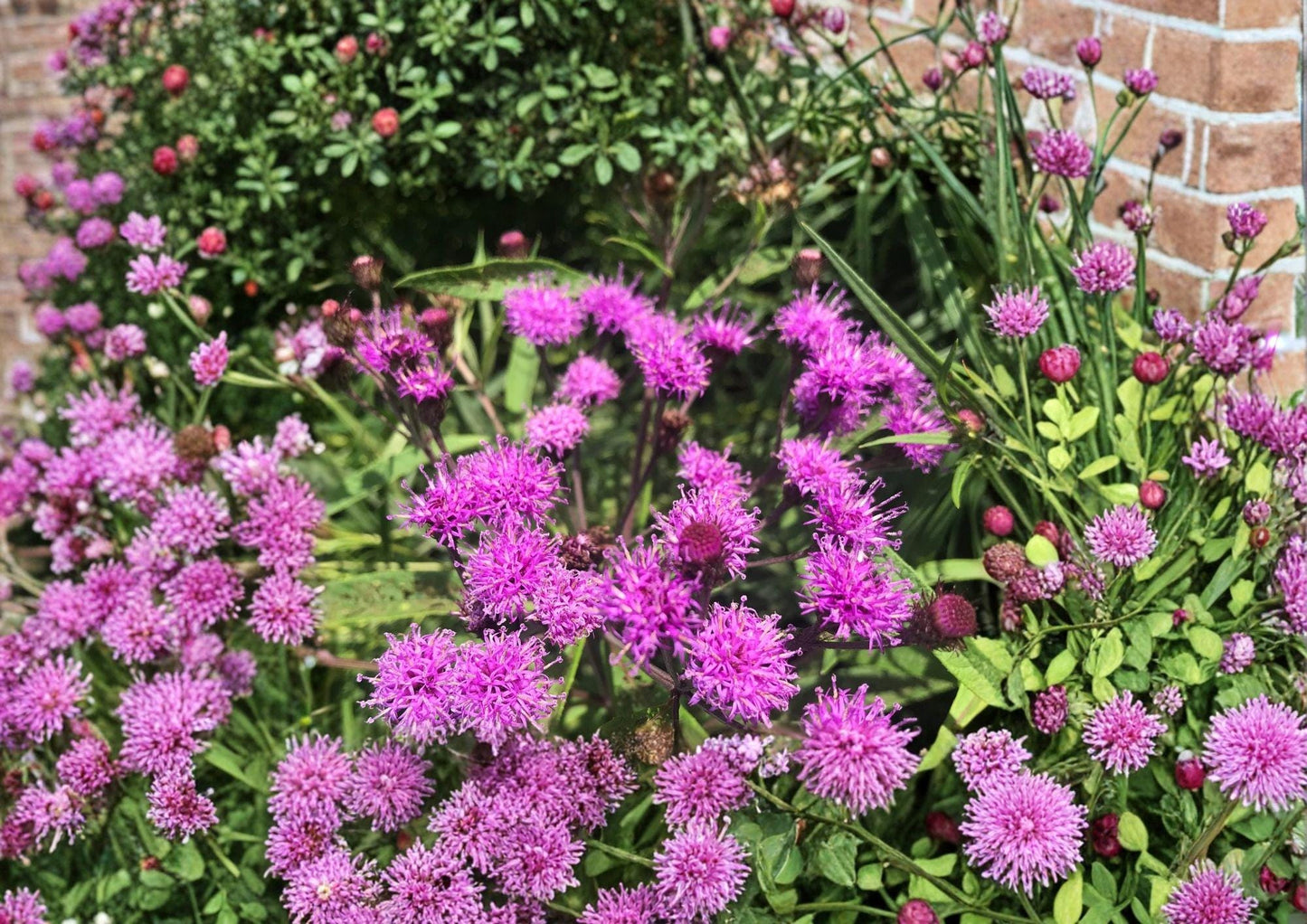 New York Ironweed Seeds – Native Purple Wildflower, 100 Seeds – Vernonia noveboracensis, Pollinator Attracting Perennial