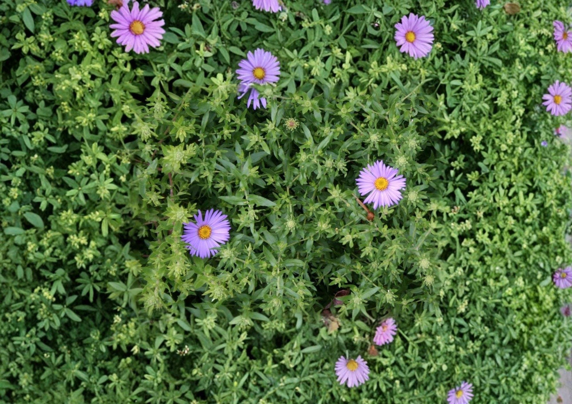Aromatic Aster Seeds – Native Blue Purple Wildflower, Pollinator Support, Symphyotrichum oblongifolium, 100 Seeds