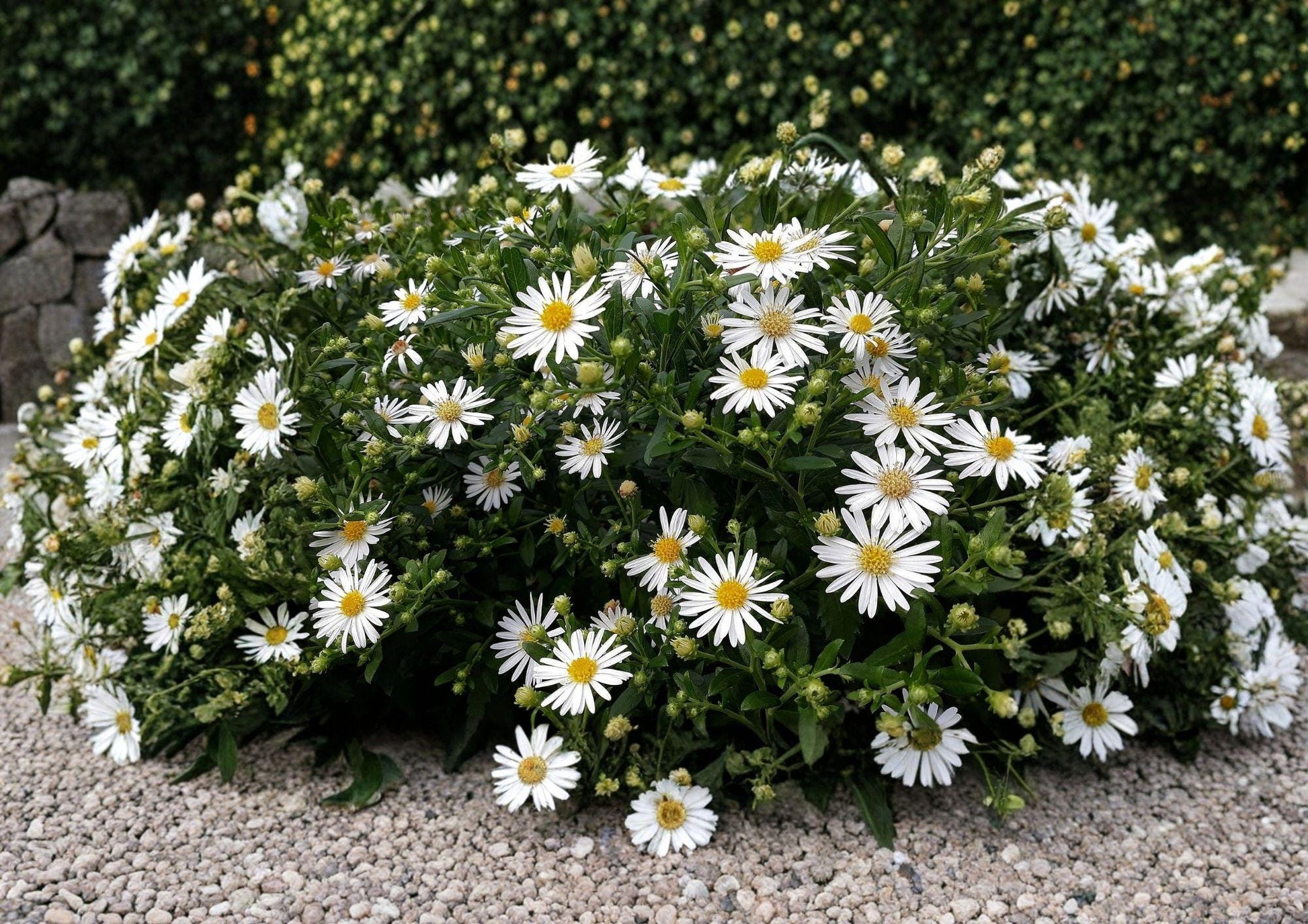 Heath Aster Seeds – Native White Wildflower, Pollinator Perennial, Aster pilosus, Symphyotrichum pilosus, 100 Seeds